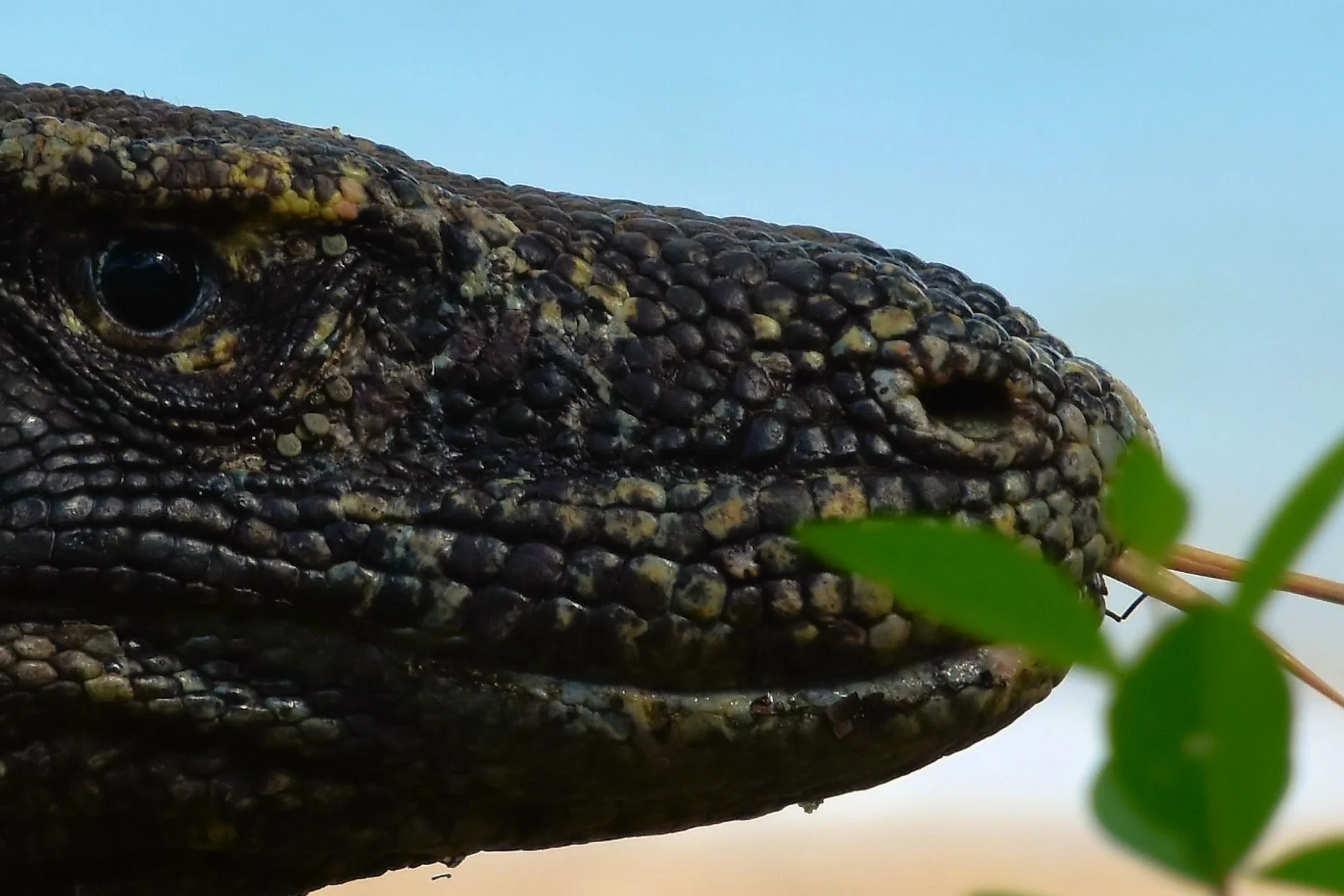 Komodo Island, Indonesia