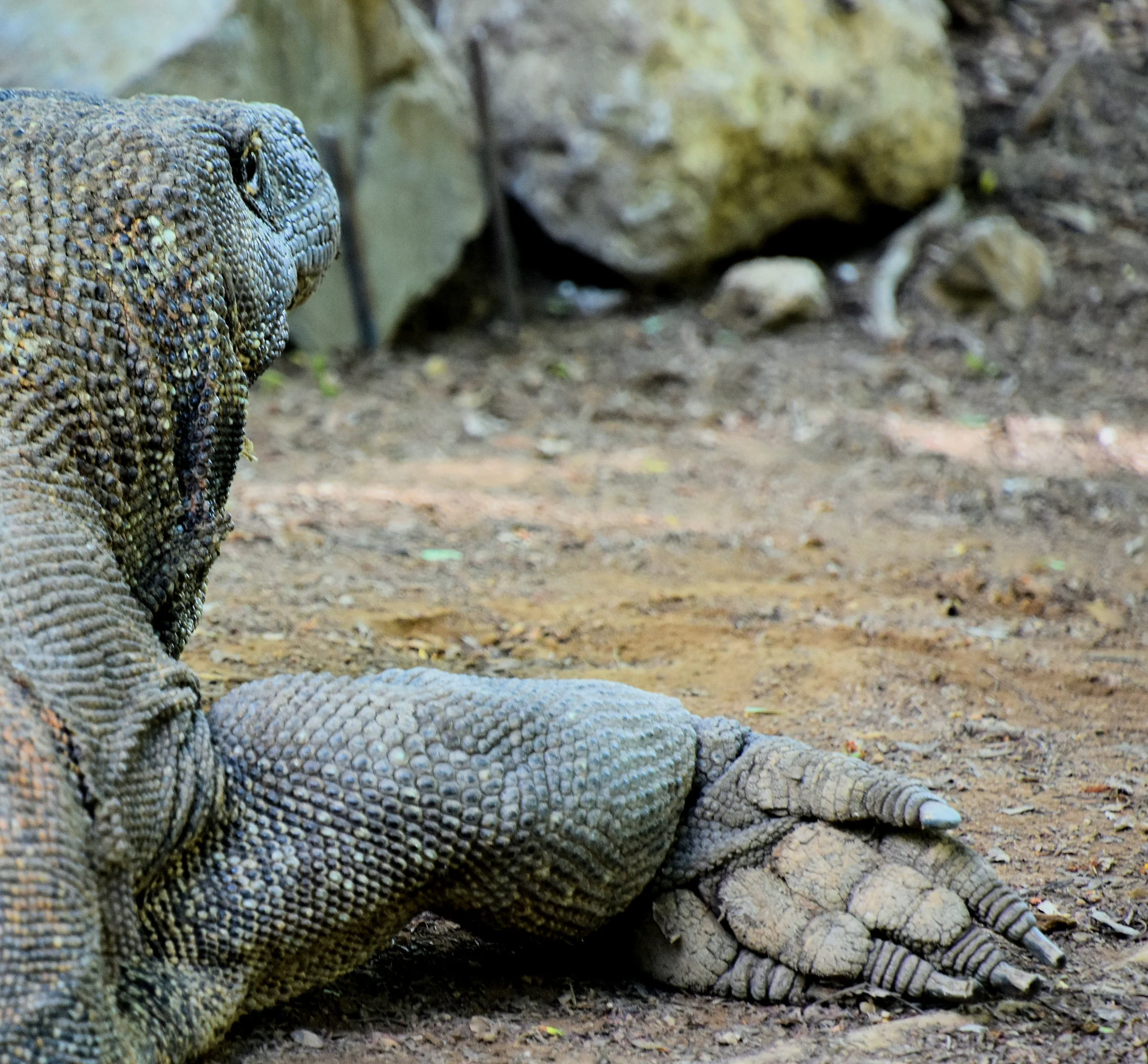 Komodo Island, Indonesia