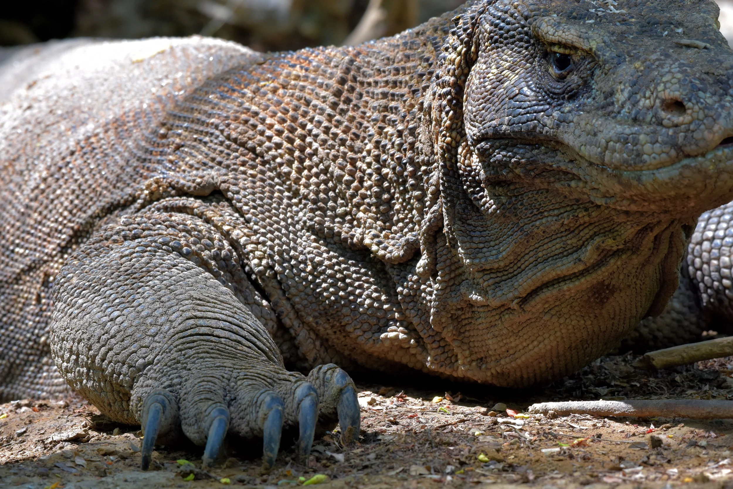 Komodo Island, Indonesia