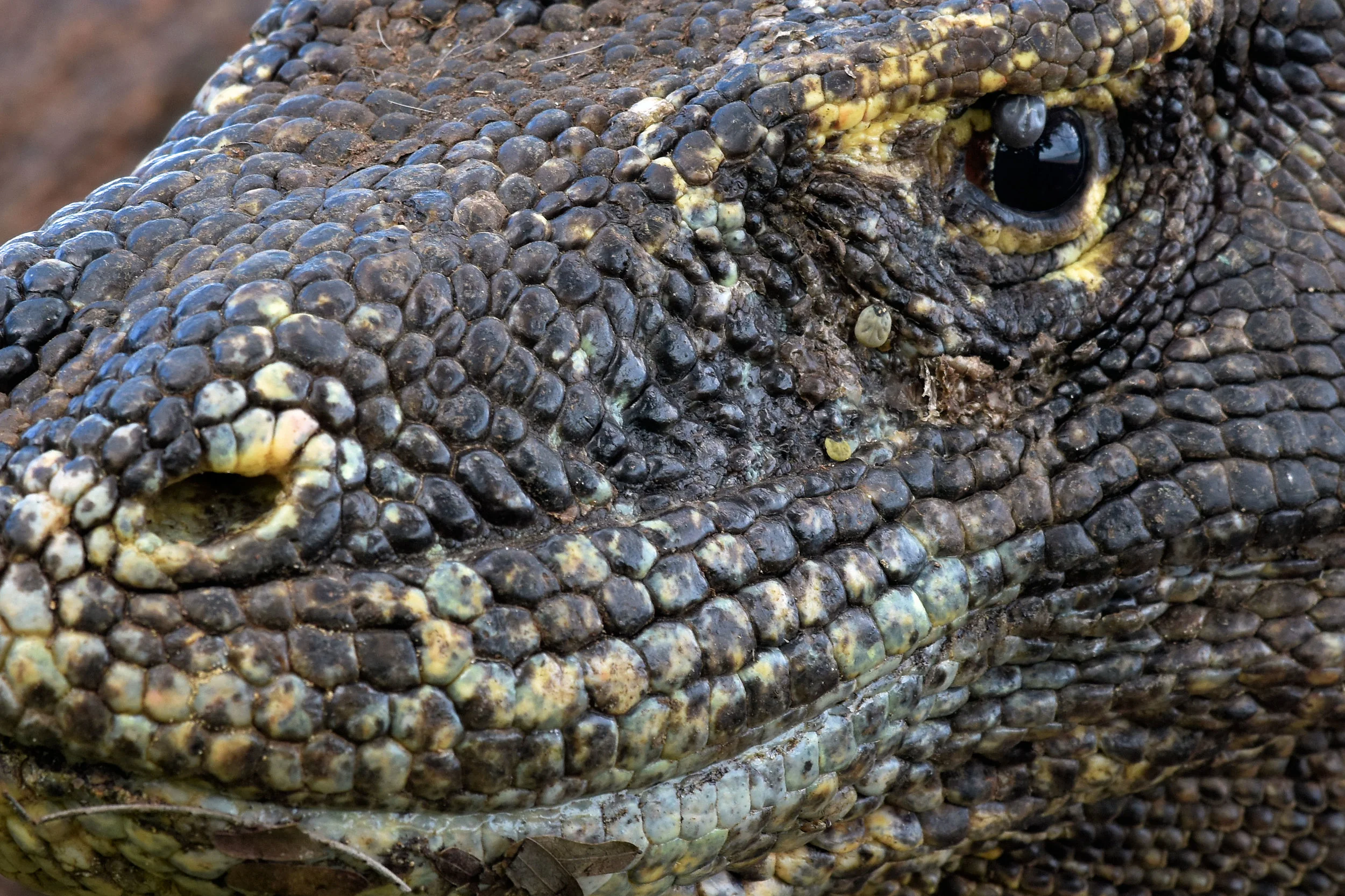 Komodo Island, Indonesia
