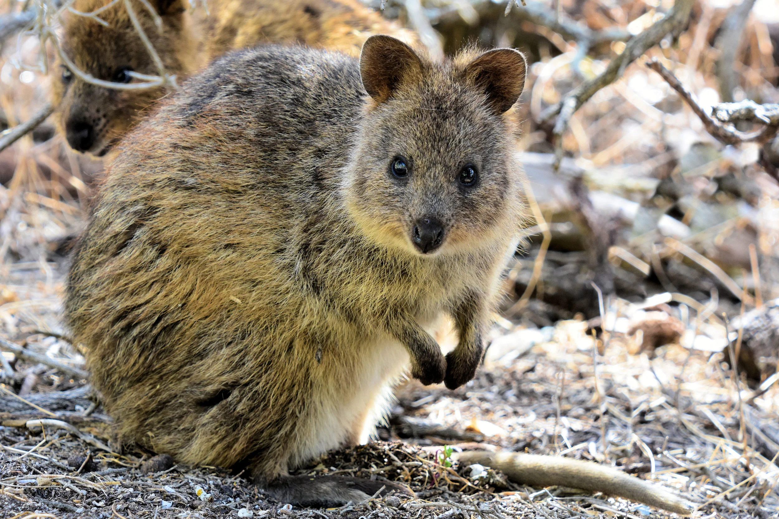 Rottnest Island, Western Australia
