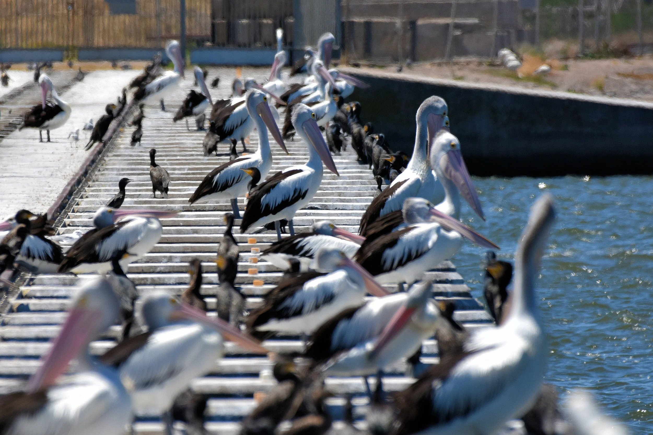 Coorong National Park, South Australia
