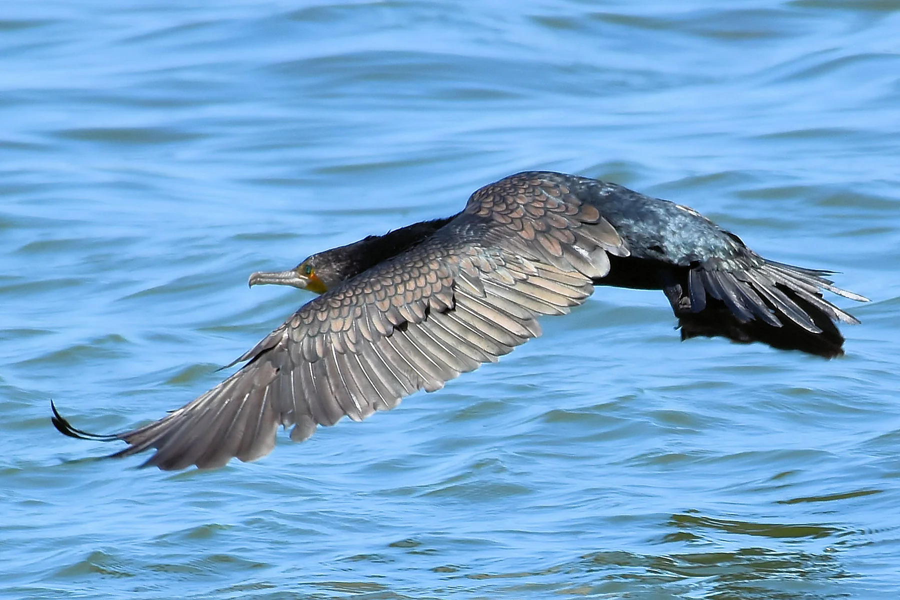 Coorong National Park, South Australia