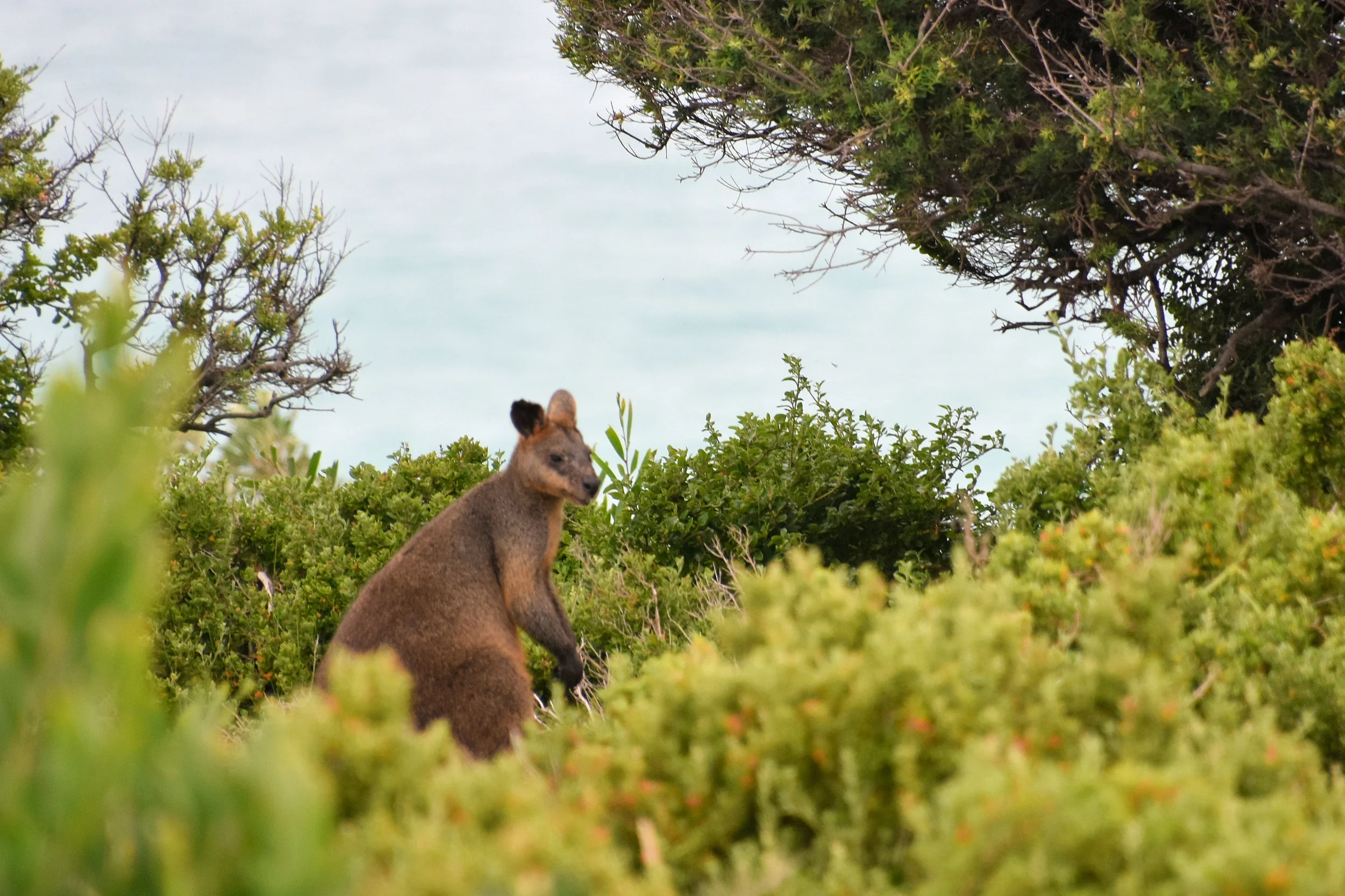 Eden, New South Wales, Australia