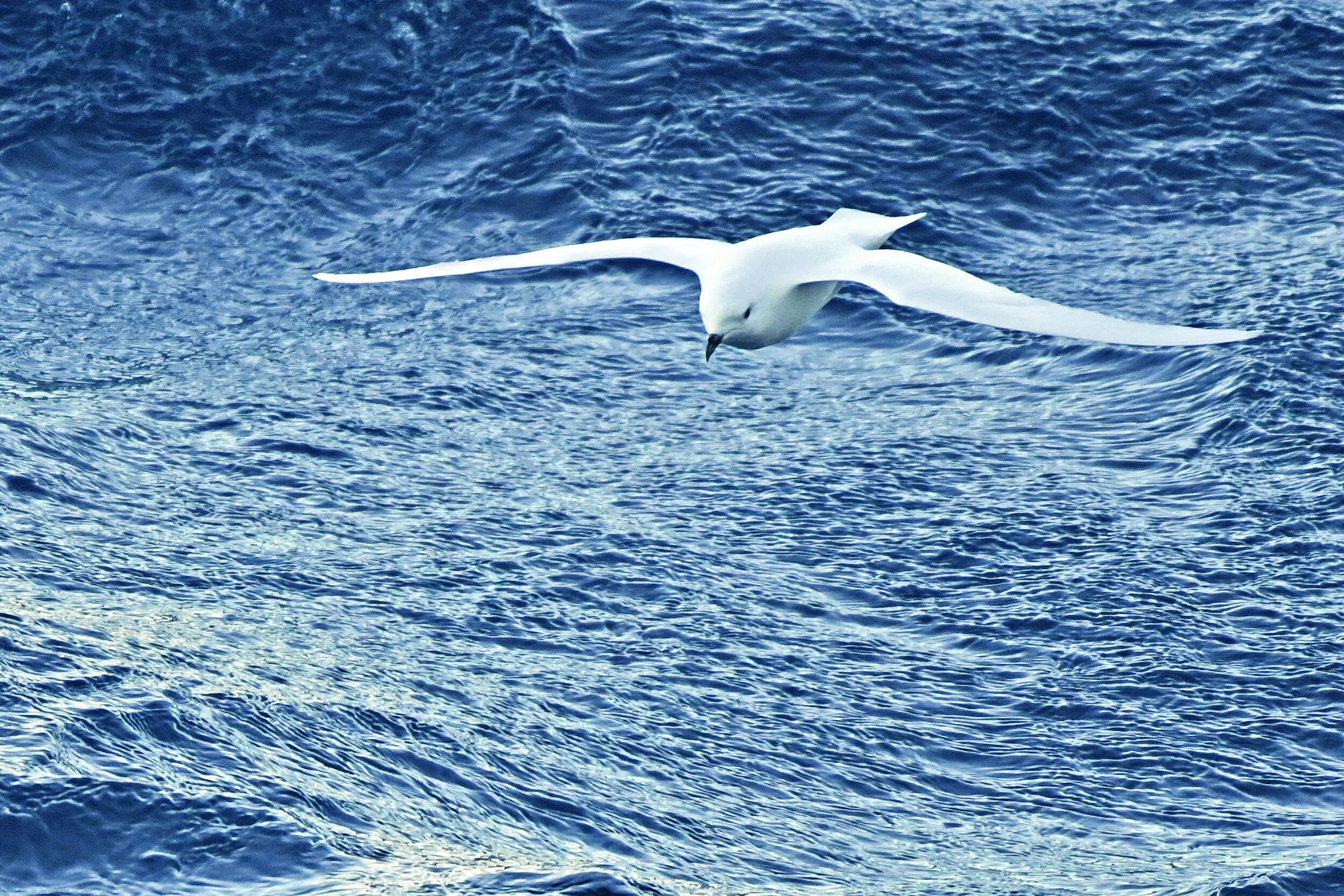 Snow petrels ( Pagodroma nivea ) are not only rare, they are also difficult to photograph. The birds love to do acrobatics in the displaced air of the ship and dive with enormous speed. “The snow petrel is the only member of the genus Pagodroma