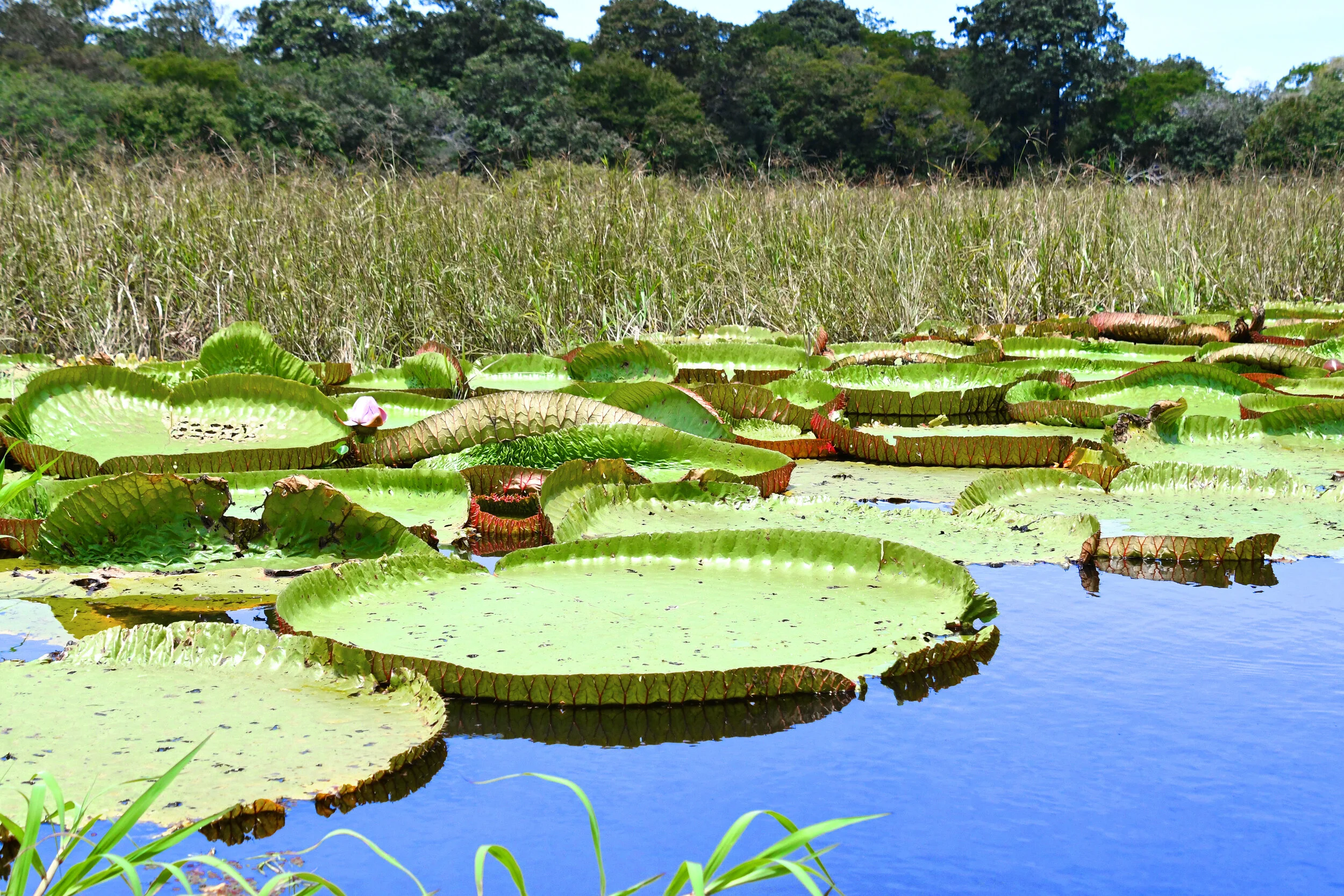 Along the Amazon river.