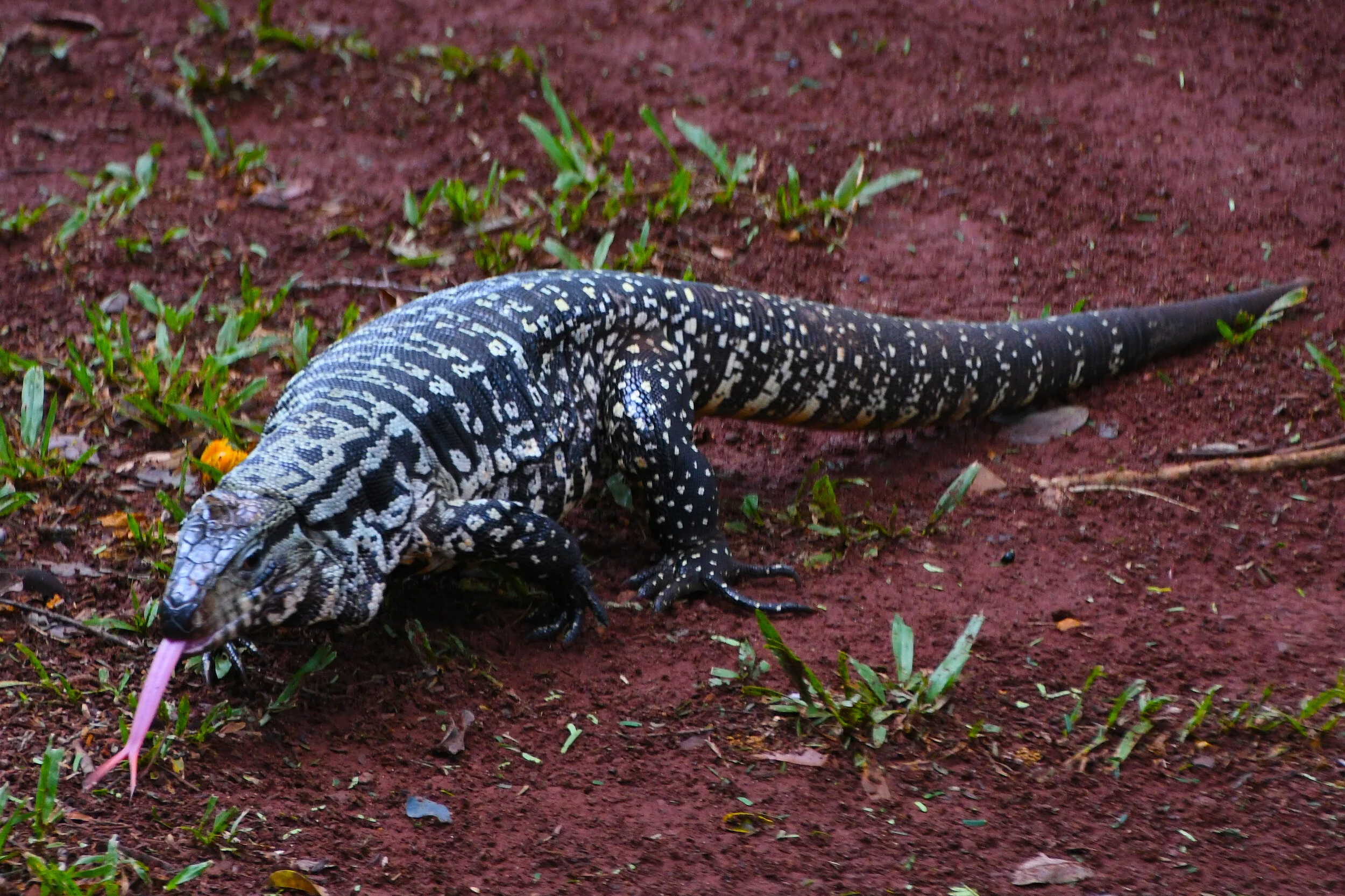 Argentine white tegu lizard ( Salvator merianea ).