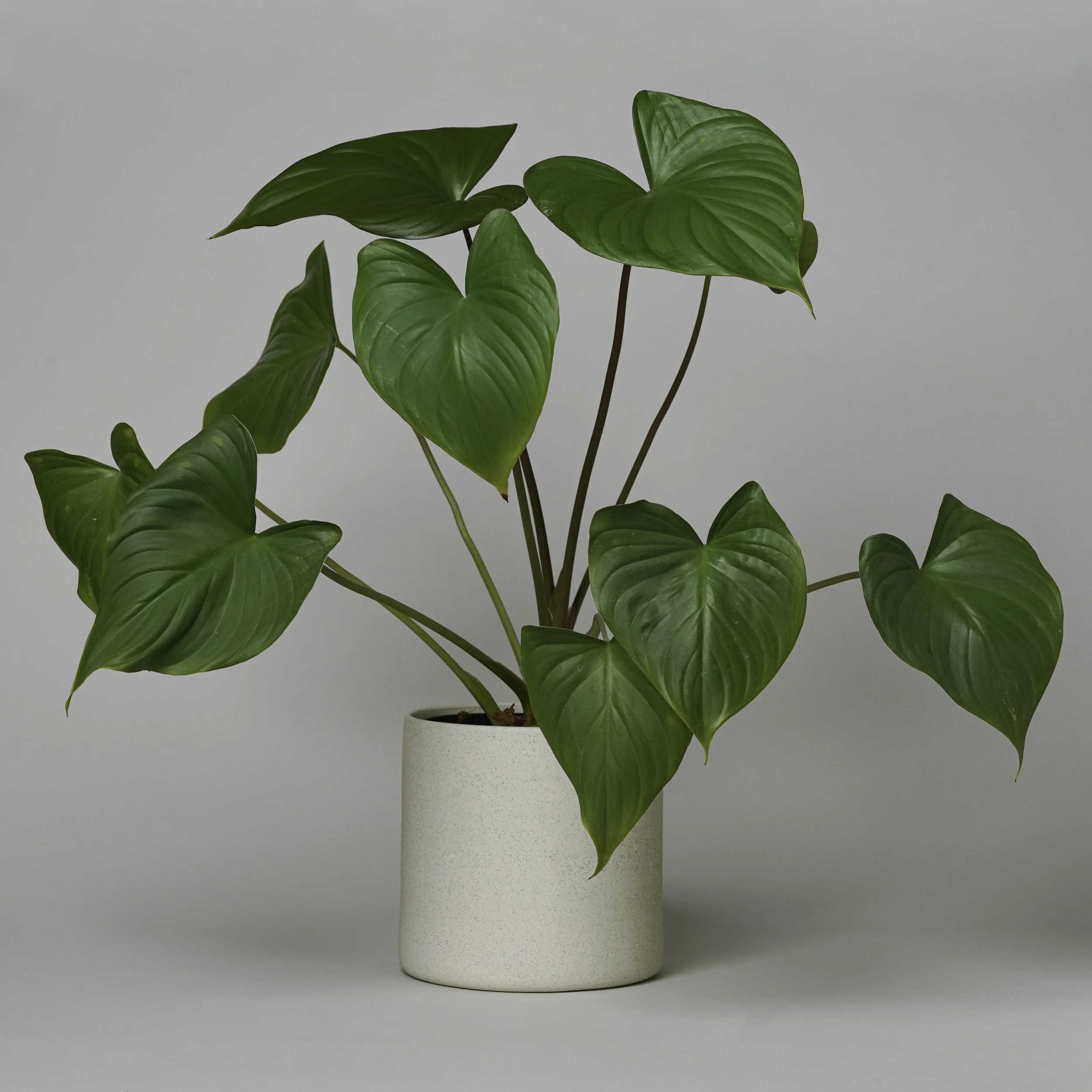 A wheel thrown, matte textured ceramic cache pot in a white speckle finish with a clear glazed interior. Designed by Ghost Wares for indoor plants. Made in Australia.