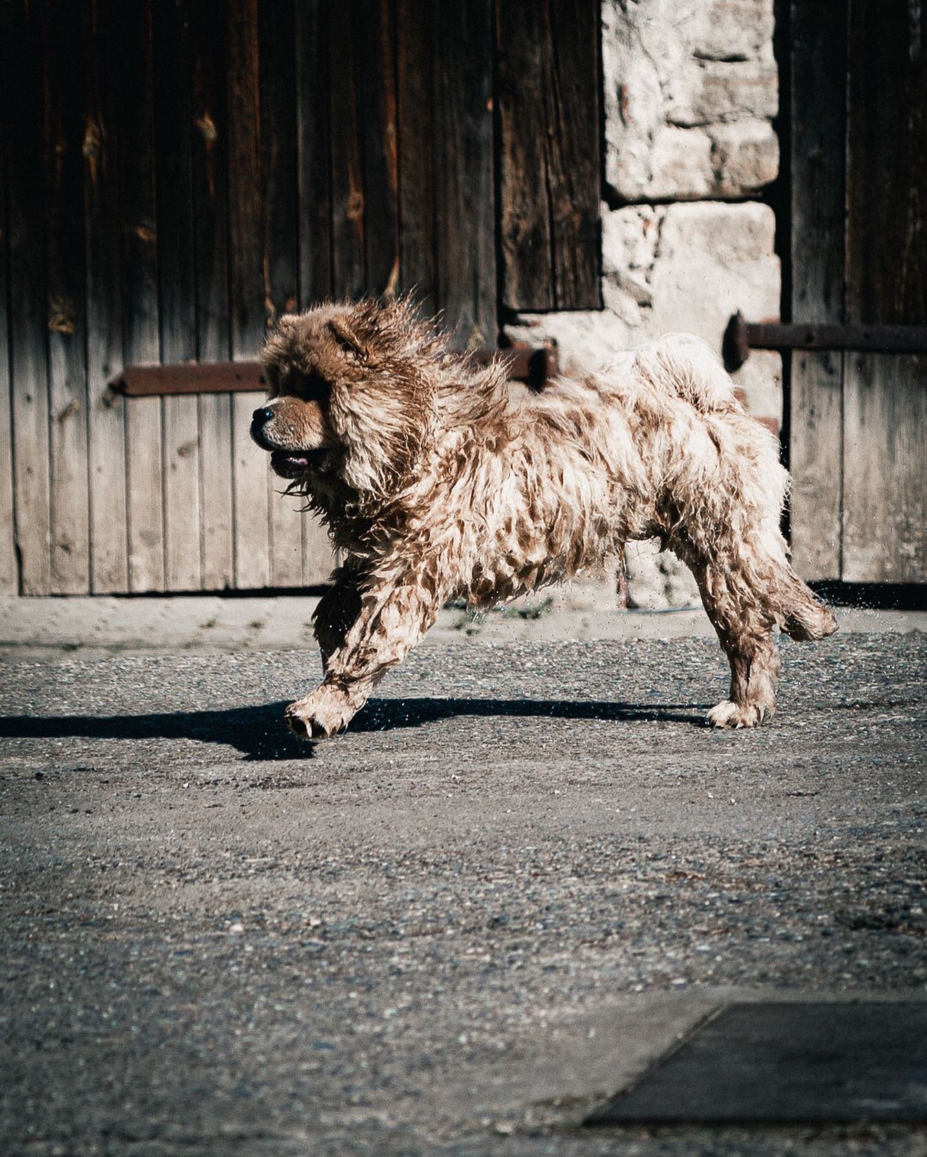 #dog #chowchow #wet #wetdog #bathing #running #runningdog