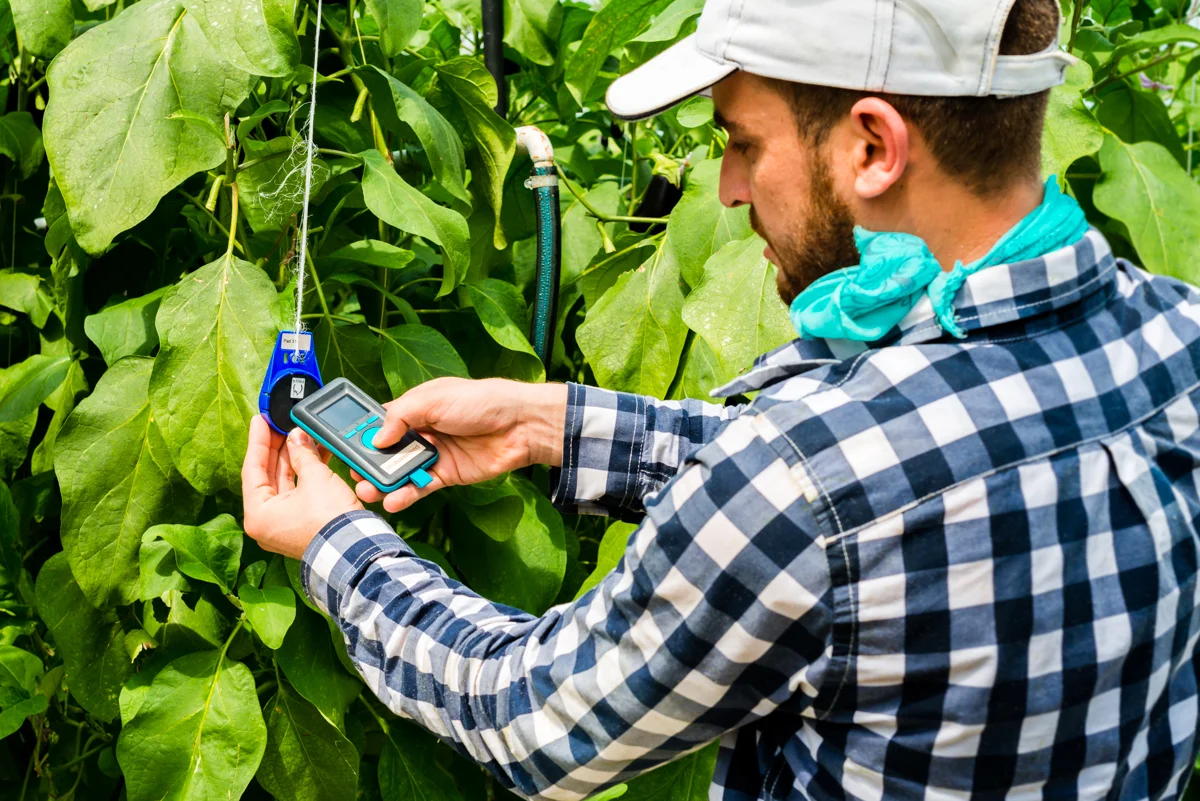 FS Performance & FS Reader Boekesteijn Eggplants LR.jpg