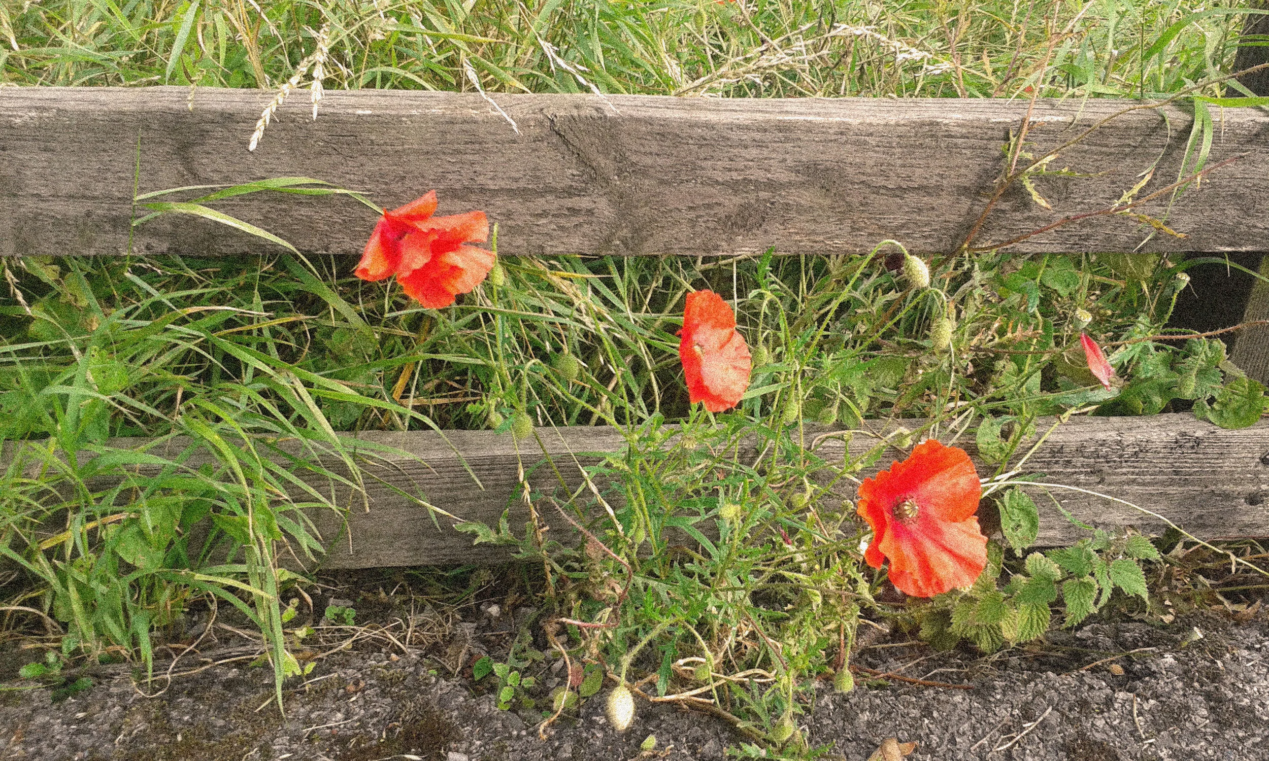 poppys2.jpg