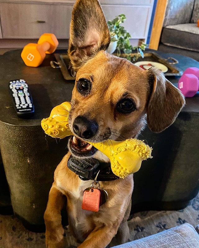 Hey, Lady. I have a bone to pick with you.  #mouseinthehouse #halflistening #rescuedog #chiweenie