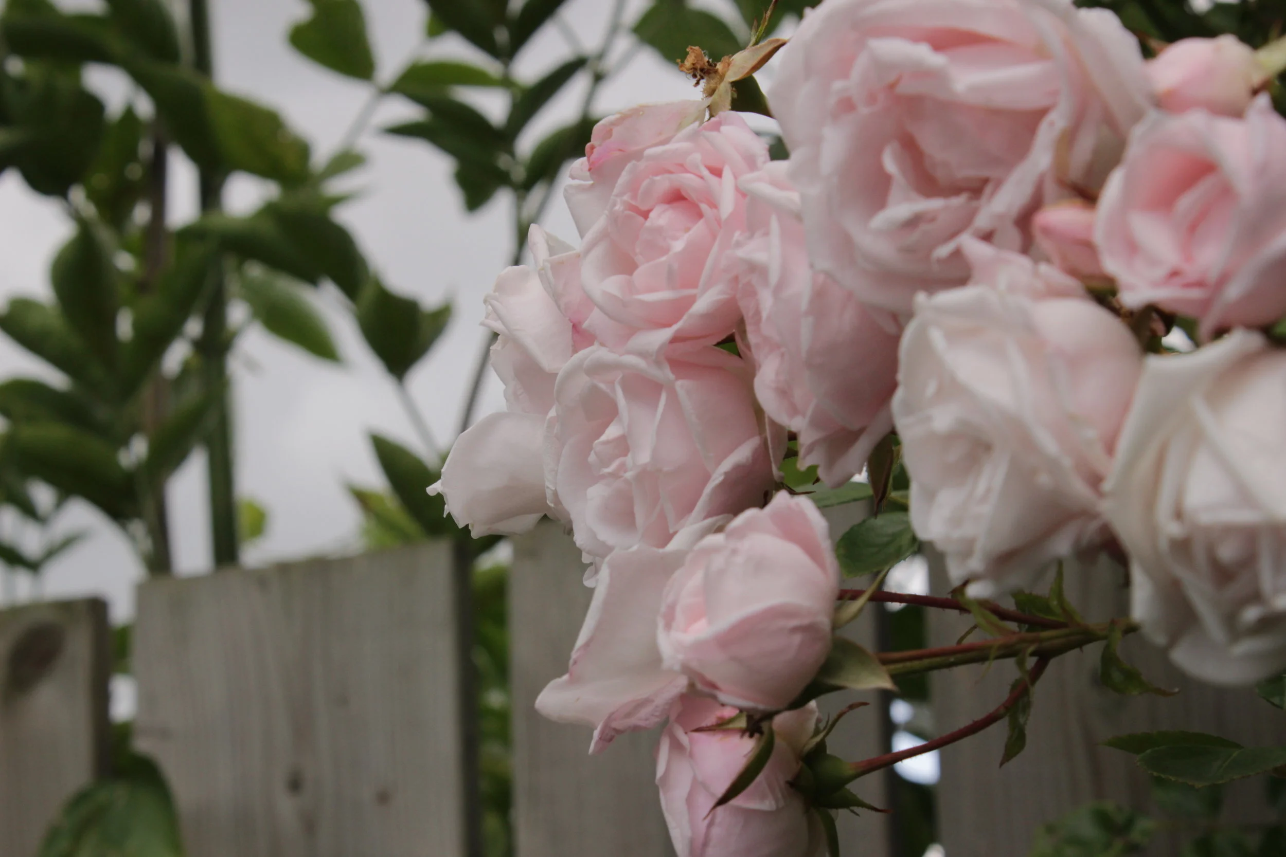 So Pretty (Concert Band)