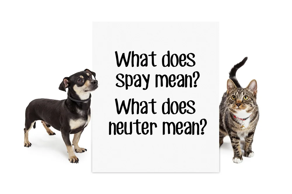 What Does Neutering A Dog Mean