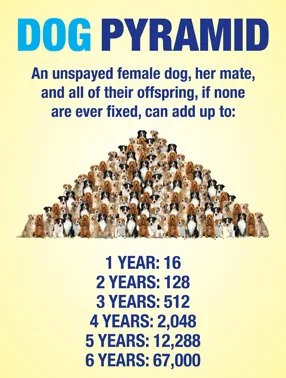 The Need_Dog Pyramid_72dpi_v1.jpg