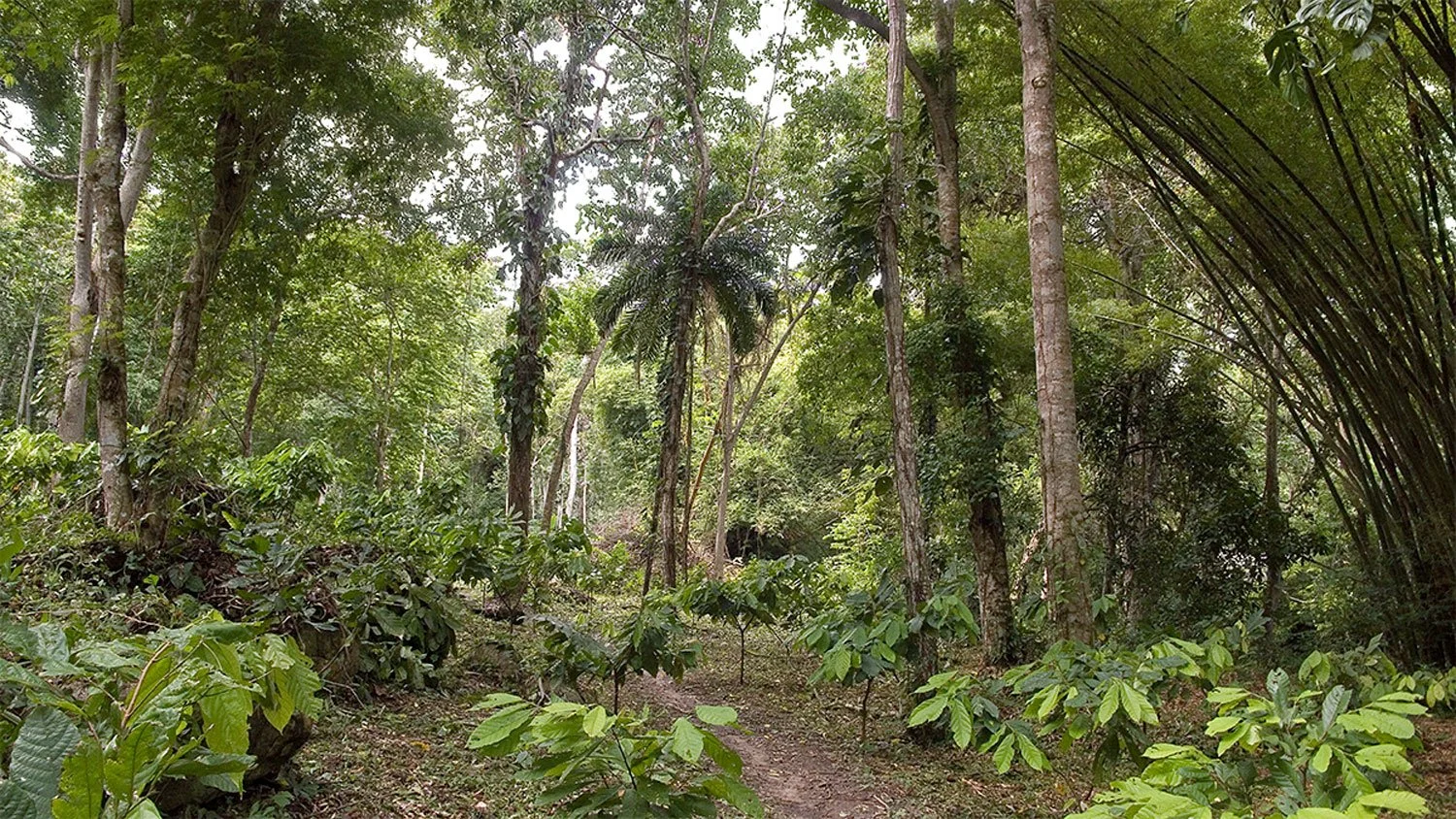 El-Casibo-1.jpg