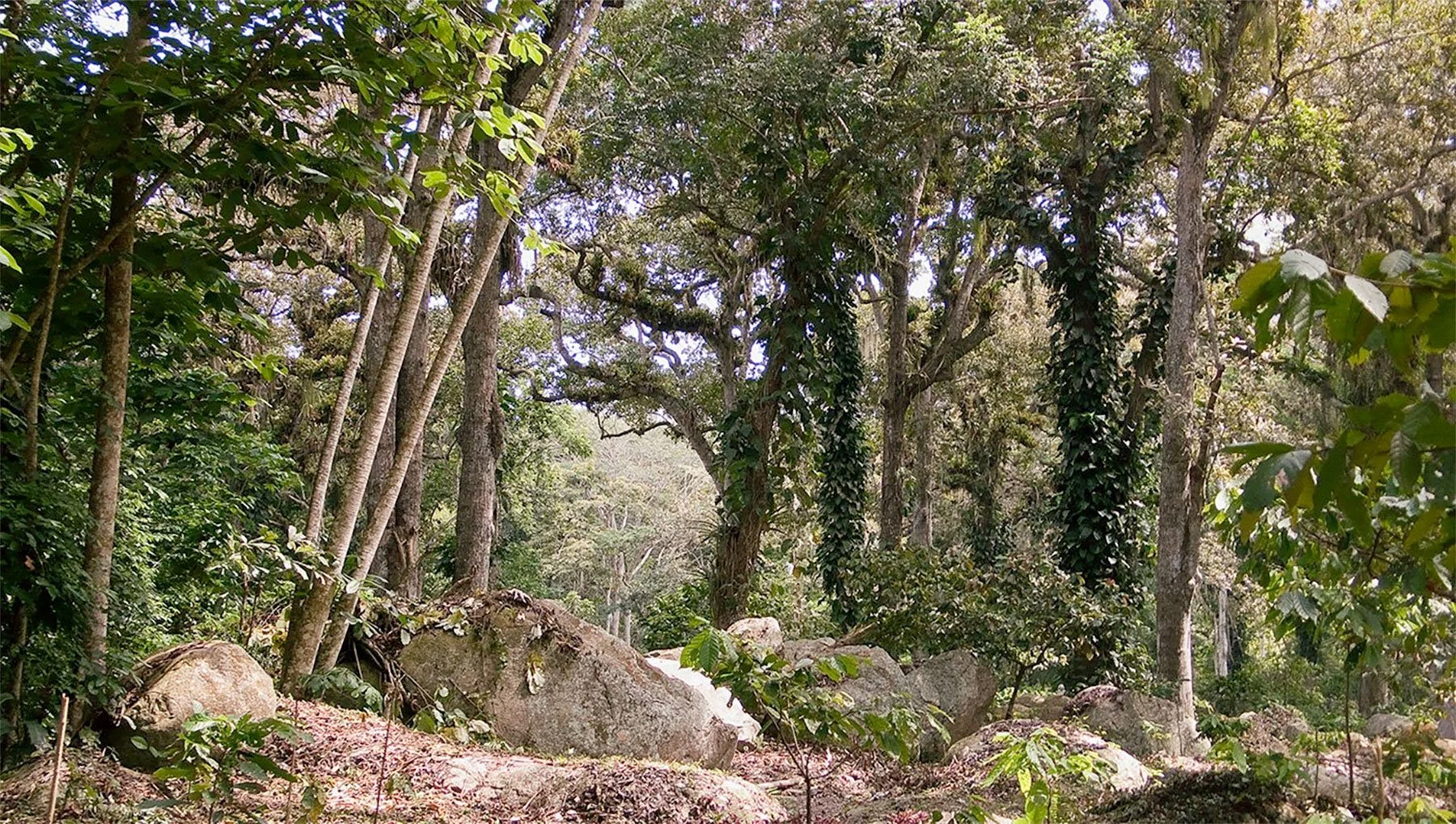 Casibo-2-bis.jpg