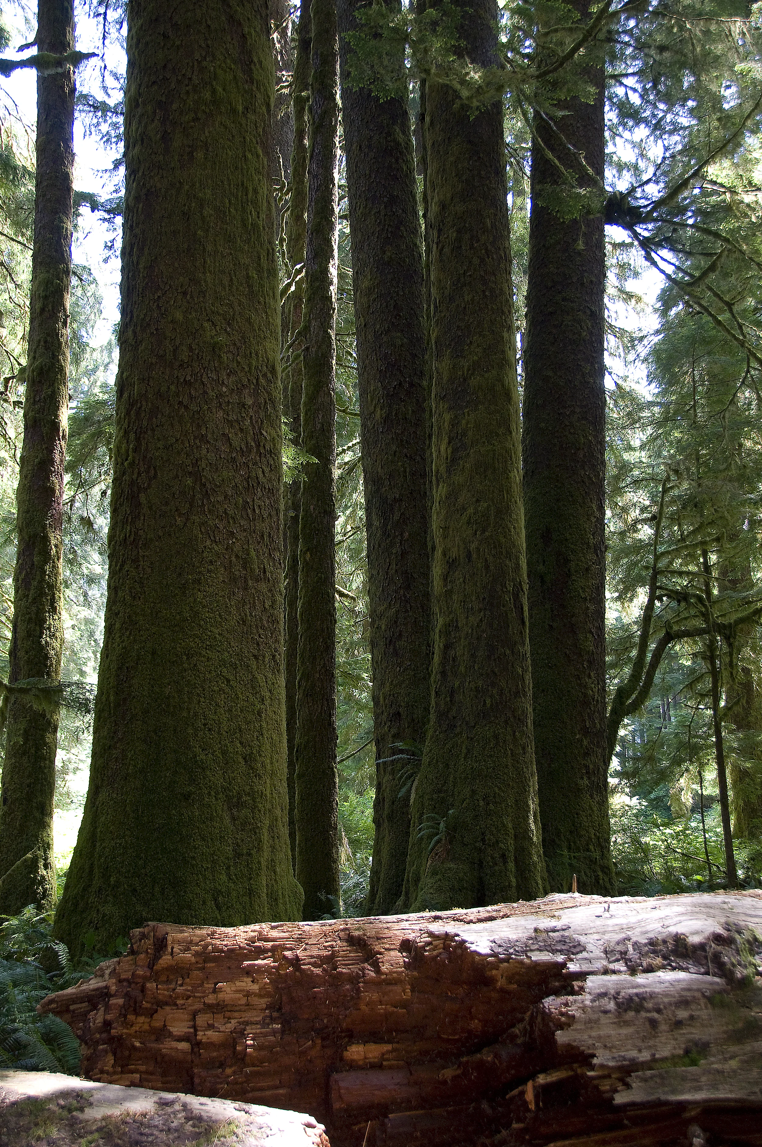  Stock Photo #309  Carmanah Valley 
