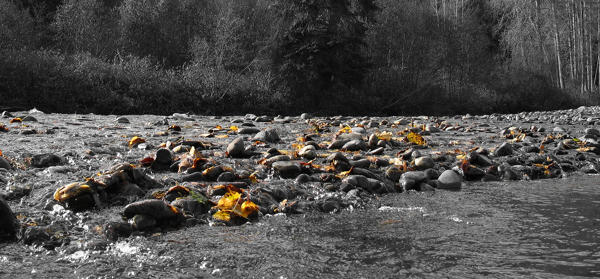  Stock Photo #320  Kispiox River 