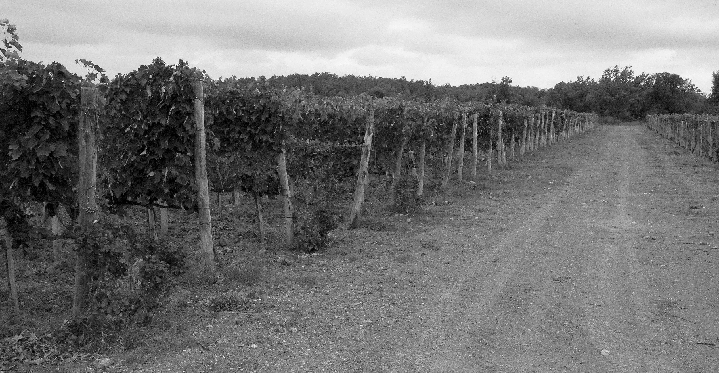 Stock Photo #636  Montalcino, &nbsp;Italy 