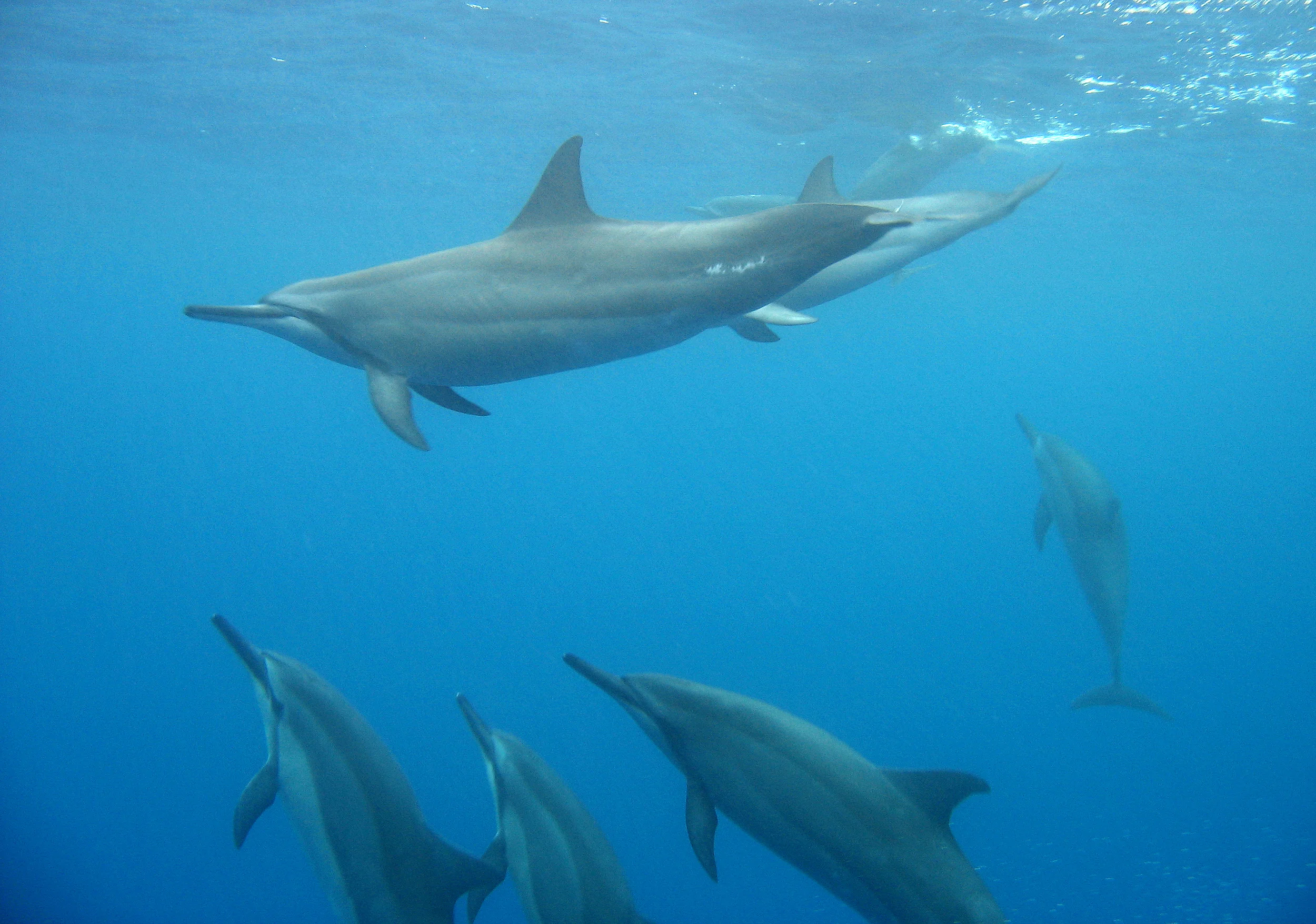  Stock Photo #610  Spinner Dolphins, &nbsp;Kona, &nbsp;Hawaii 