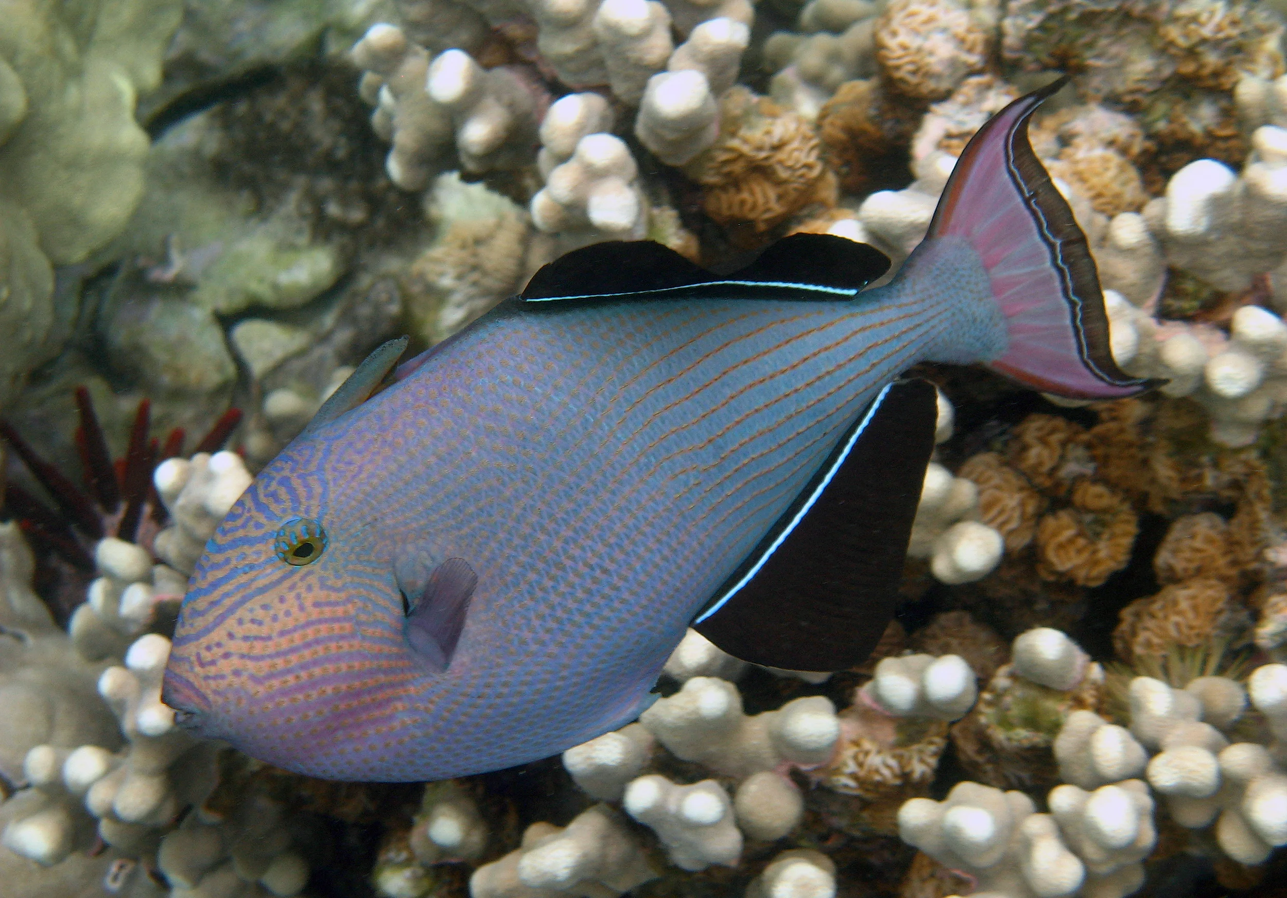 Stock Photo #608  Triggerfish, &nbsp;Kona, &nbsp;Hawaii 