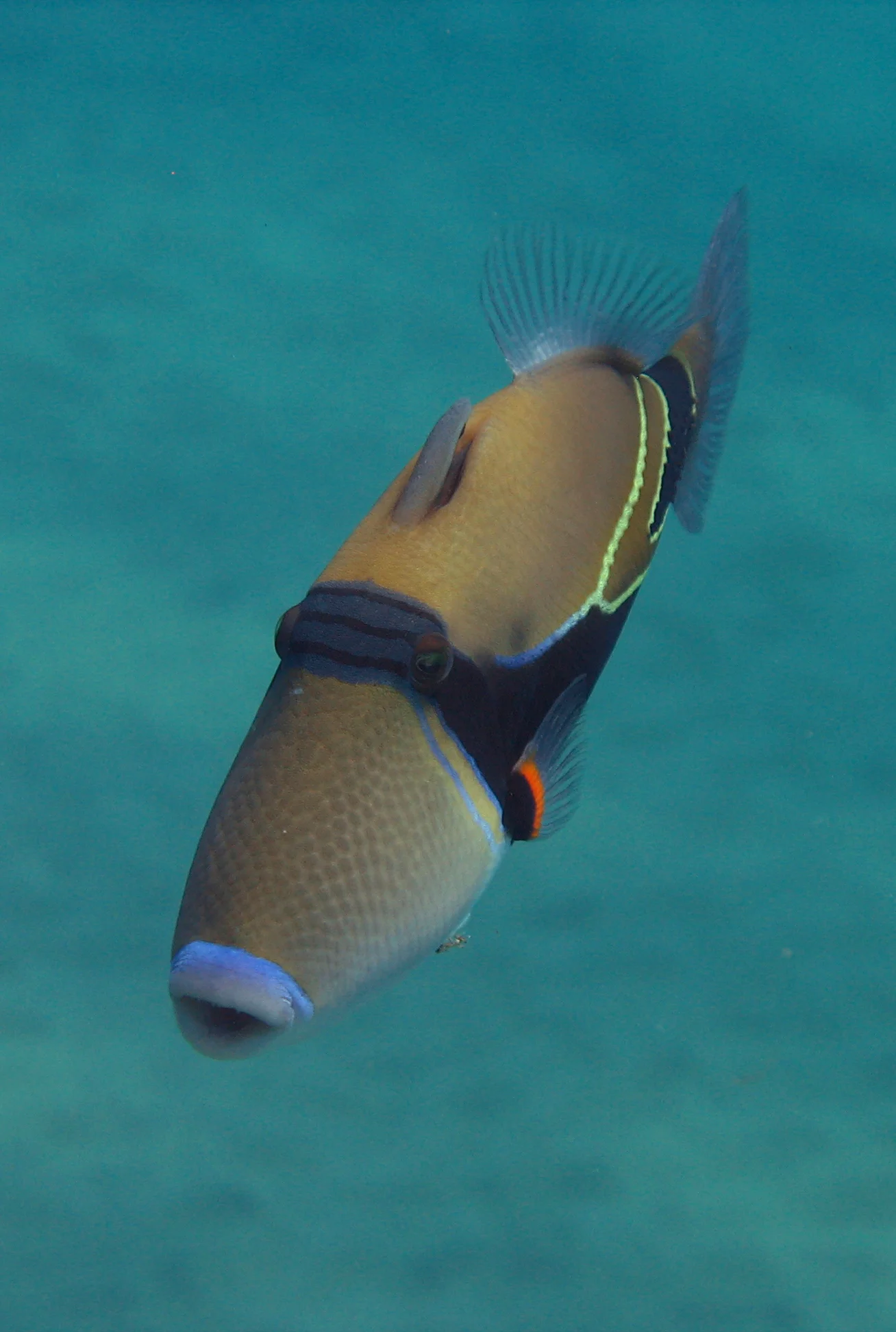  Stock Photo #624  Reef Triggerfish, &nbsp;Maui, &nbsp;Hawaii 