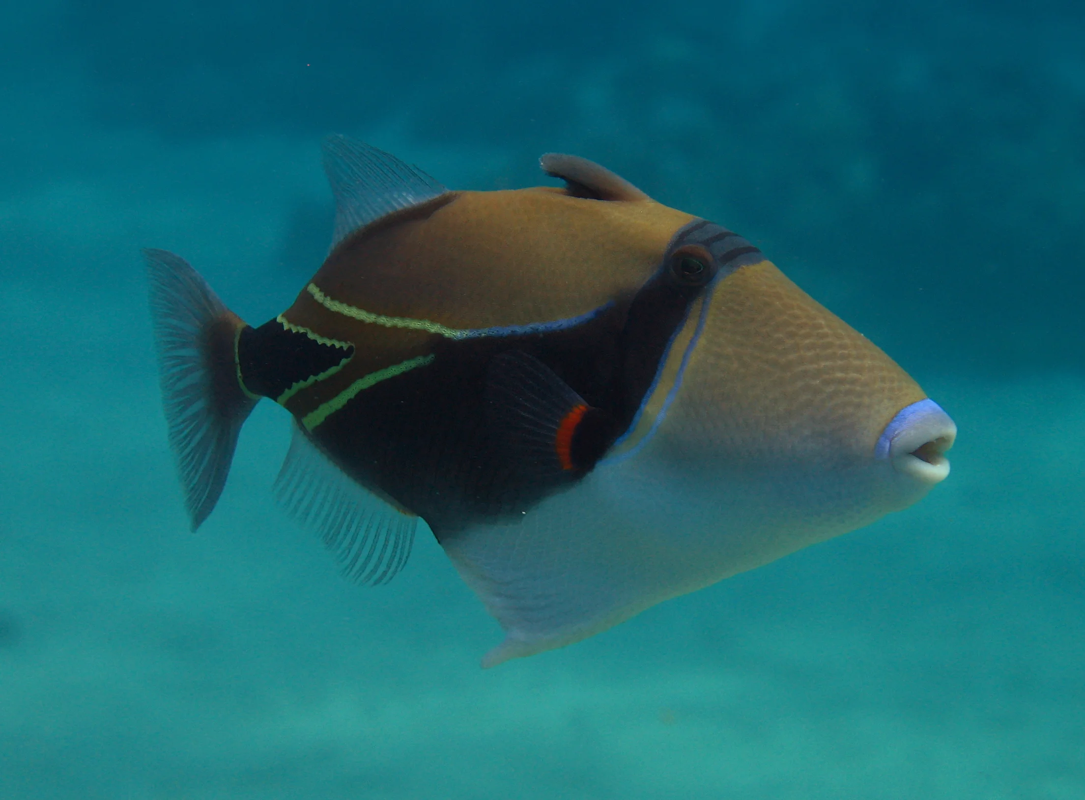  Stock Photo #604  Reef Triggerfish, &nbsp;Maui, &nbsp;Hawaii 