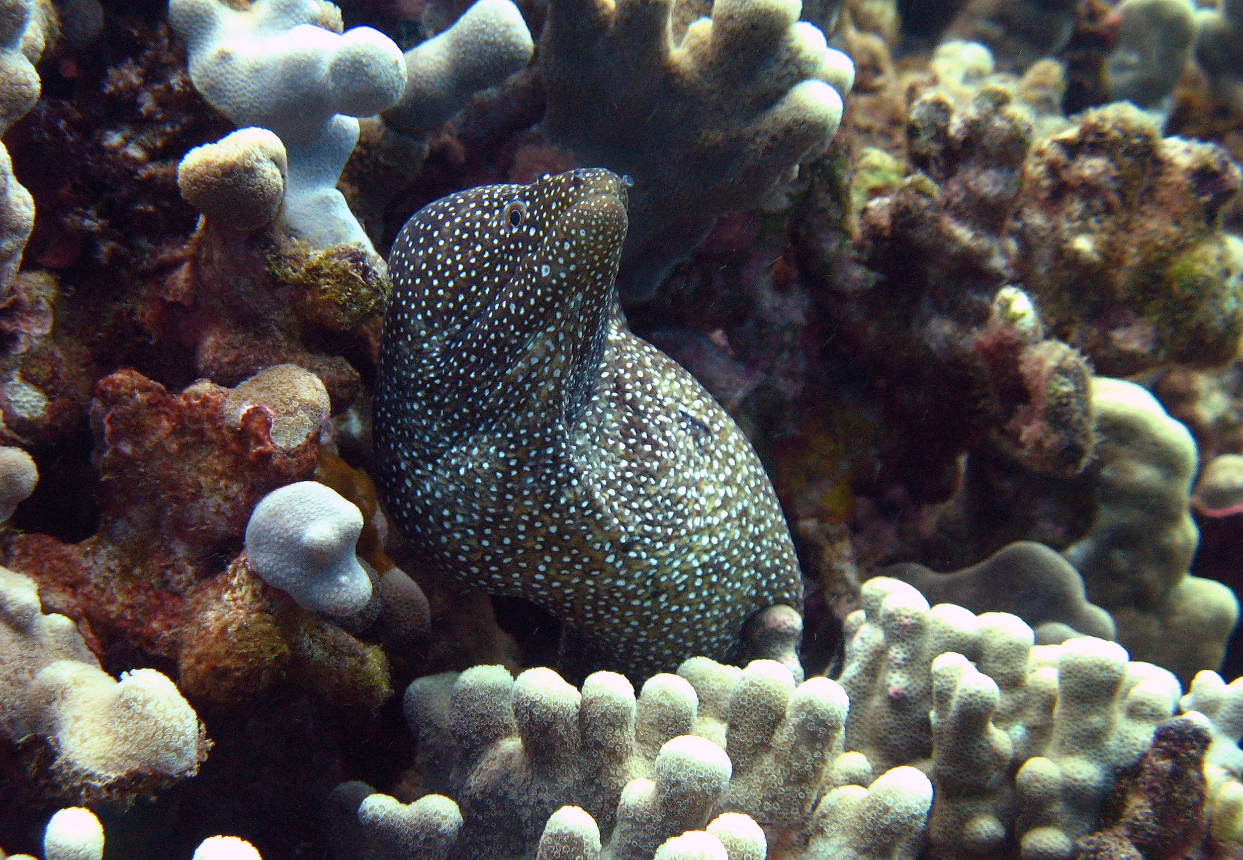  Stock Photo #627  Moray Eel, &nbsp;Maui, &nbsp;Hawaii 
