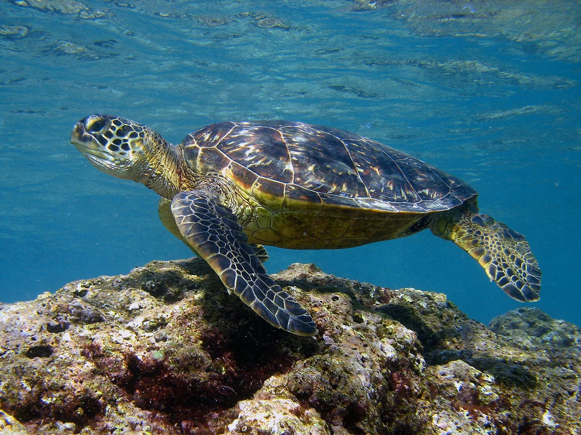  Stock Photo #622  Sea Turtle, &nbsp;Kauai, &nbsp;Hawaii 