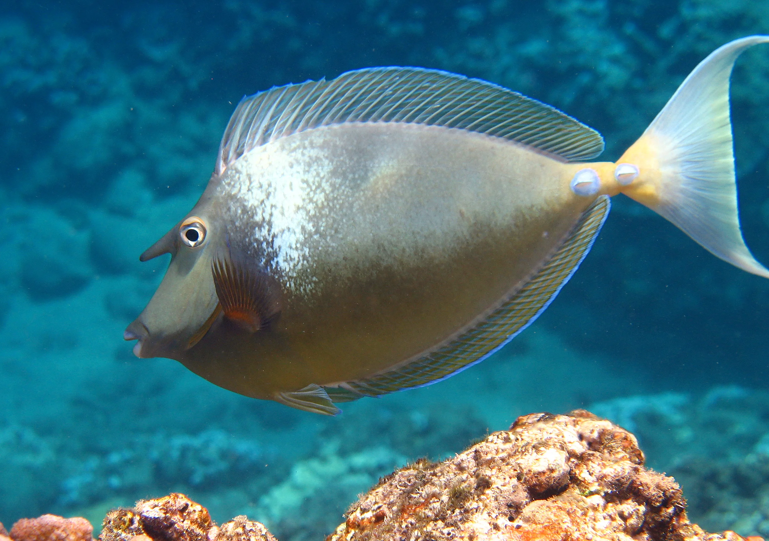  Stock Photo #633  Unicorn Tang, &nbsp;Kauai, &nbsp;Hawaii 