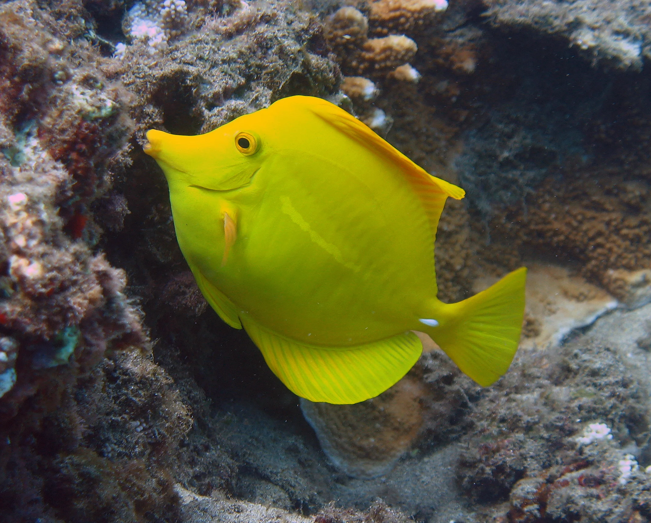  Stock Photo #631  Butterfly Fish, &nbsp;Maui, &nbsp;Hawaii 