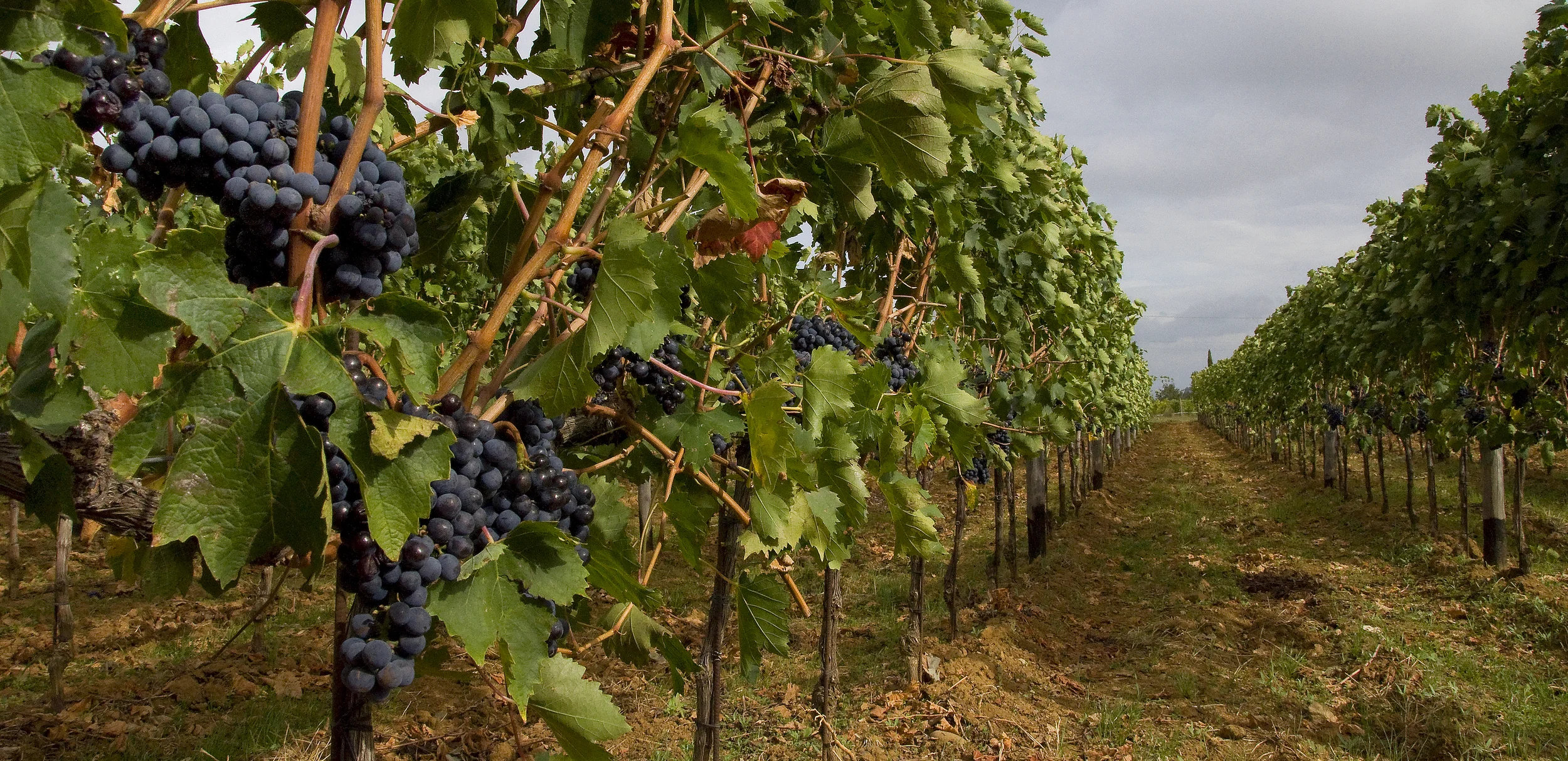  Stock Photo #634  Montalcino, &nbsp;Italy 