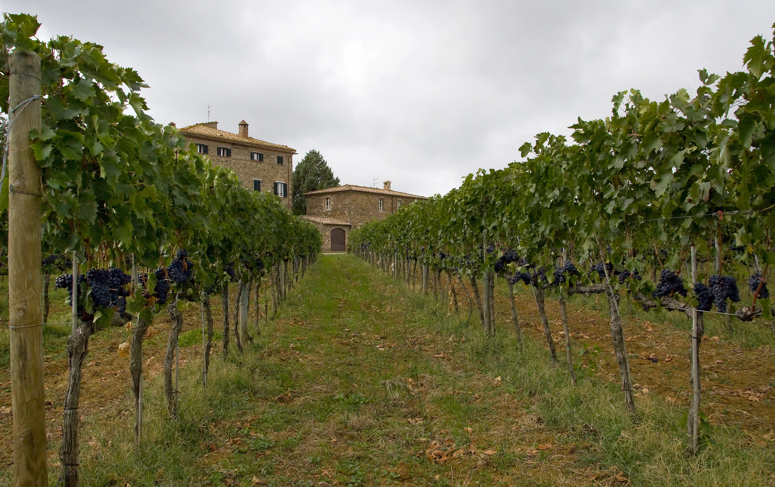  Stock Photo #639  Montalcino, &nbsp;Italy 