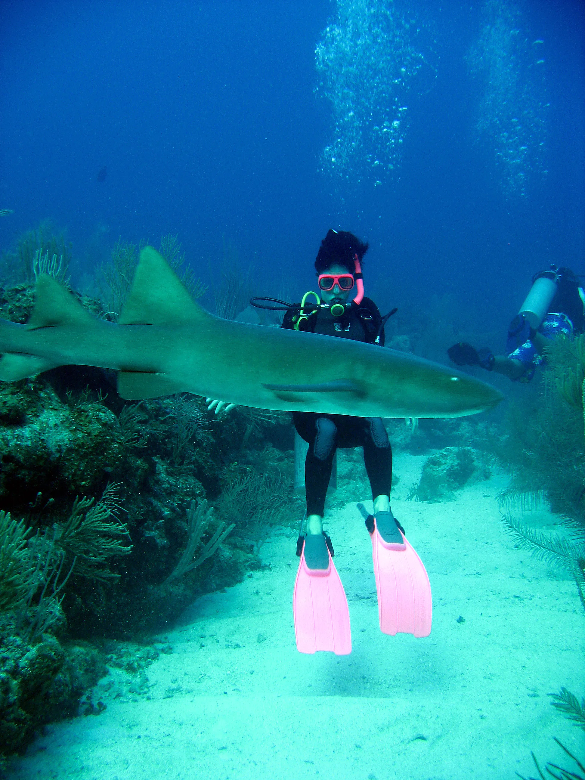  Stock Photo #640  Nurse Shark, &nbsp;Ambergris Caye, &nbsp;Belize 
