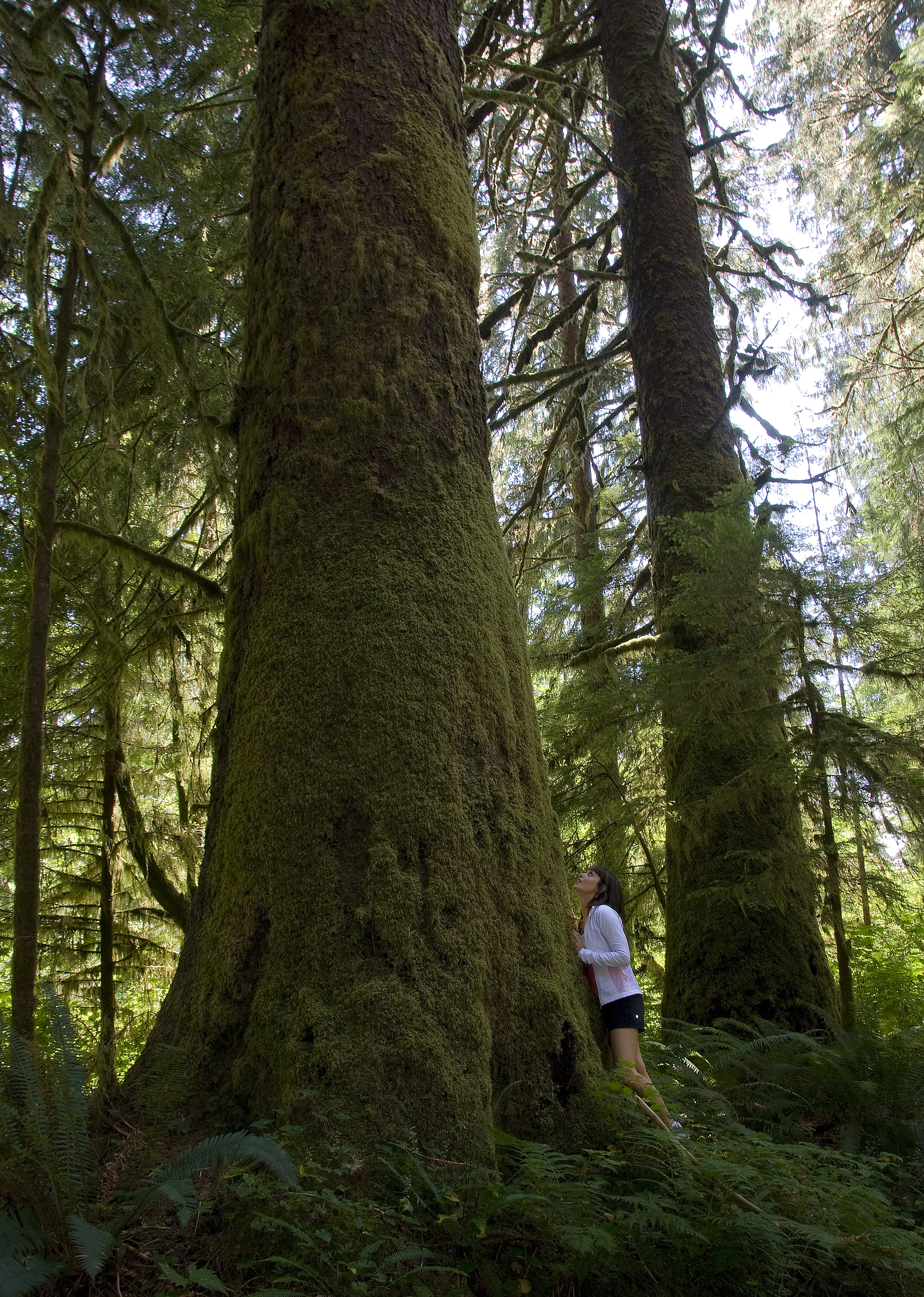 Stock Photo #302  Carmanah Valley 