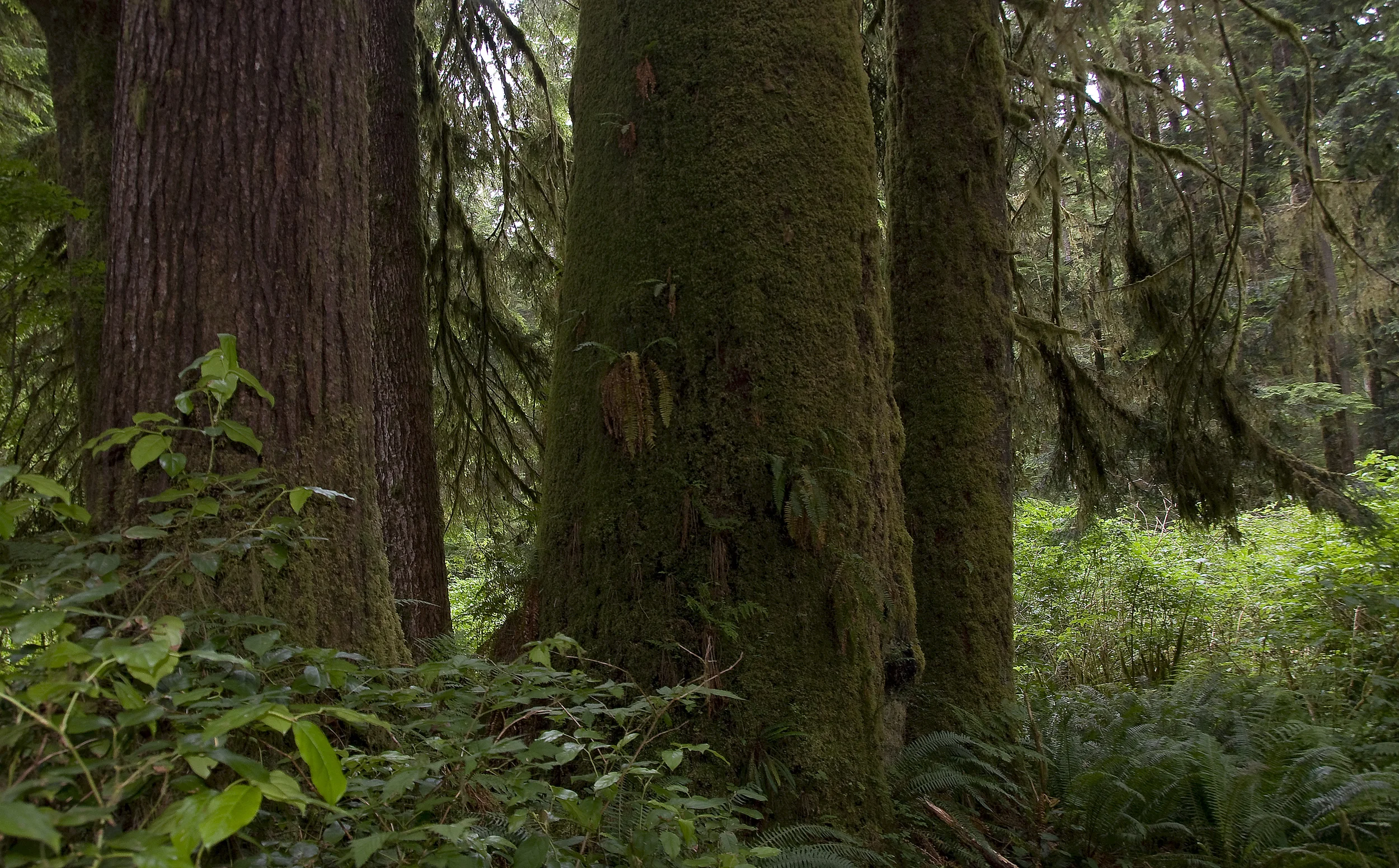  Stock Photo #344  Carmanah Valley 