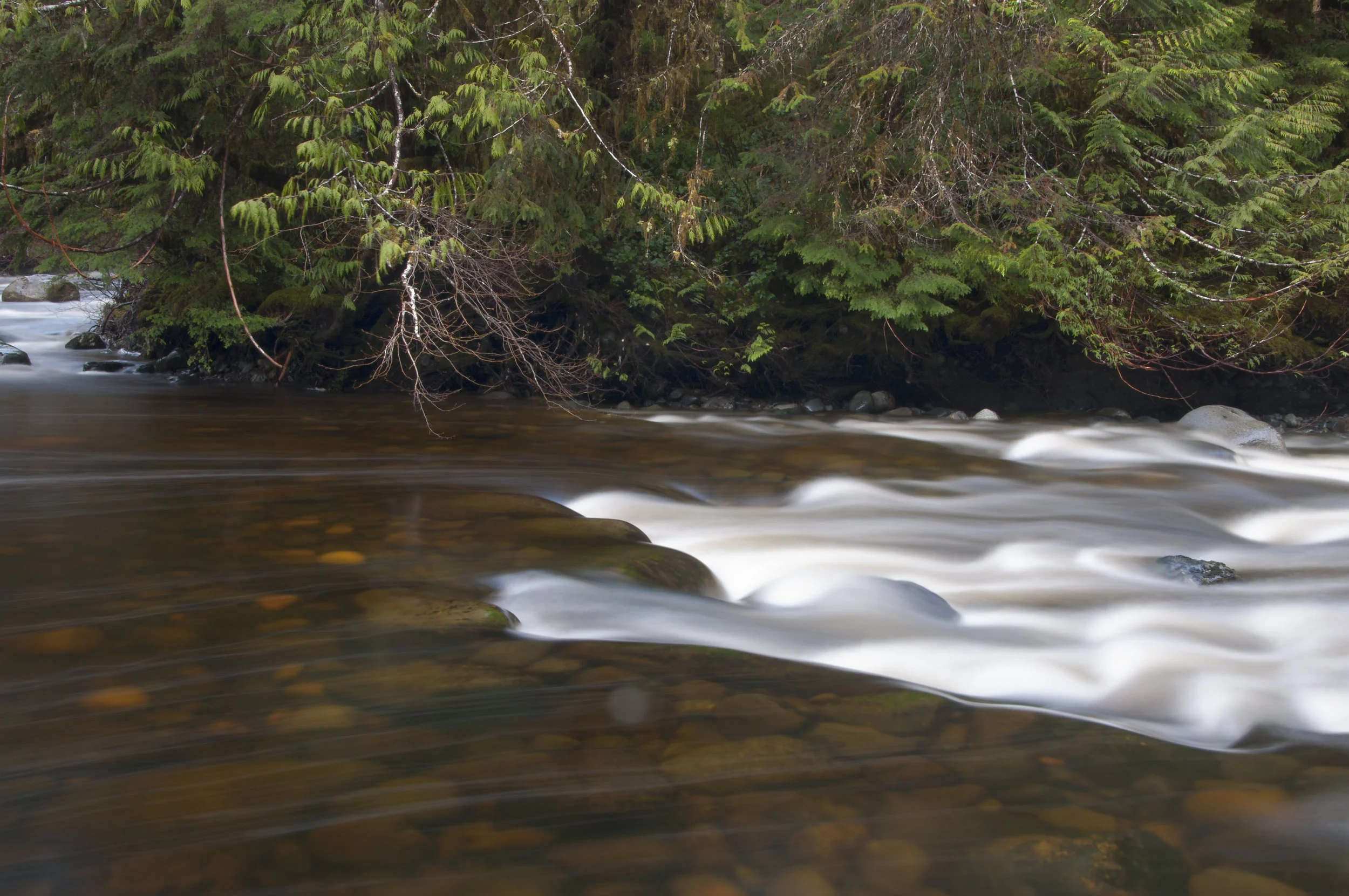  Stock Photo #348  Vancouver Island Creek 
