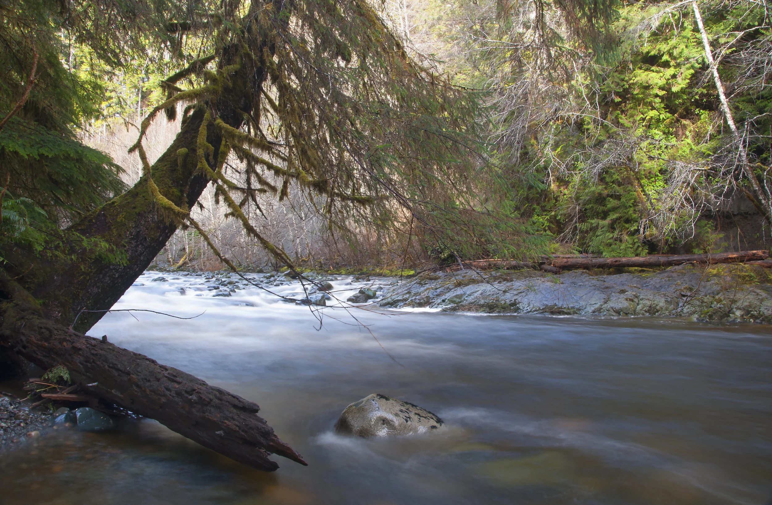  Stock Photo #351  Vancouver Island Creek 