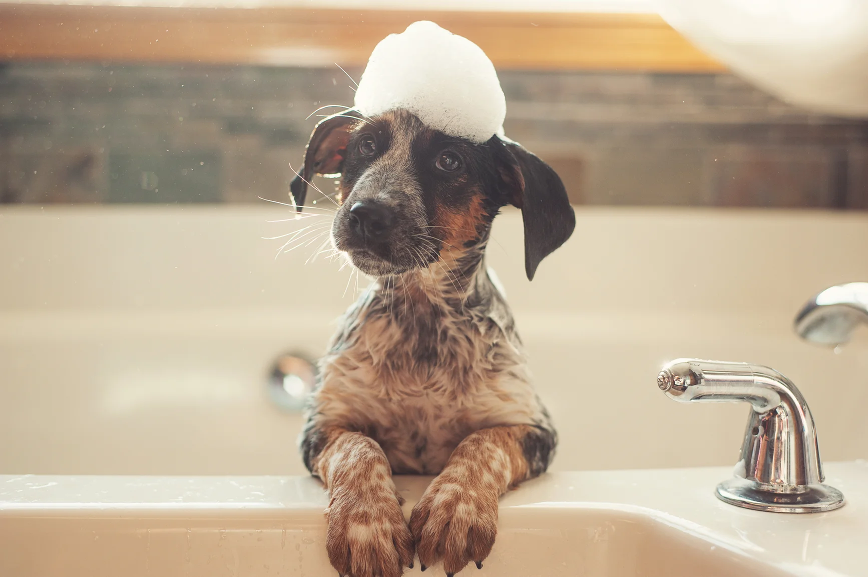 Yorkville, Dog Daycare, Grooming, Groom, Tire Biter, Playcare, Dog Walking, Kennel Free, Boarding, Toronto