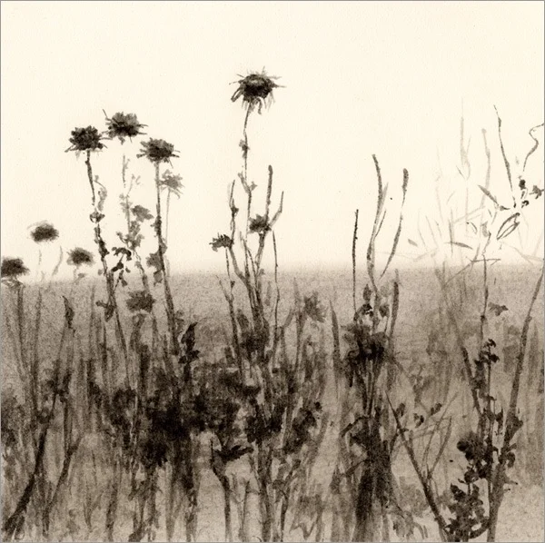 Thistles, Hollister Ranch #1 5x5" ink on paper 2009