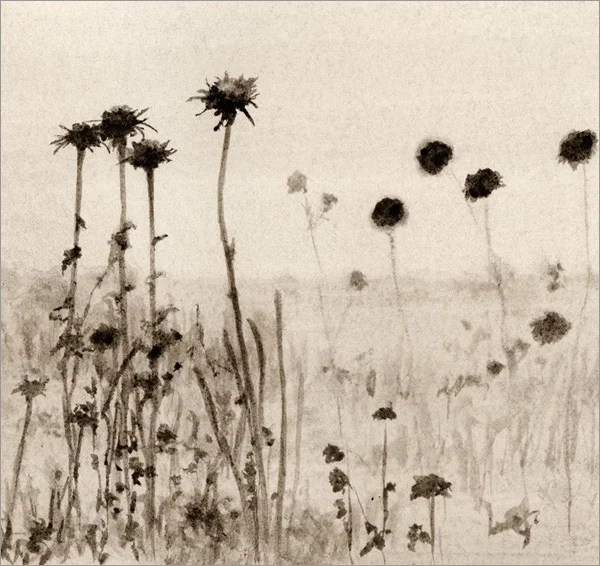 Thistles, Hollister Ranch #2 5x5 ink on paper   2009