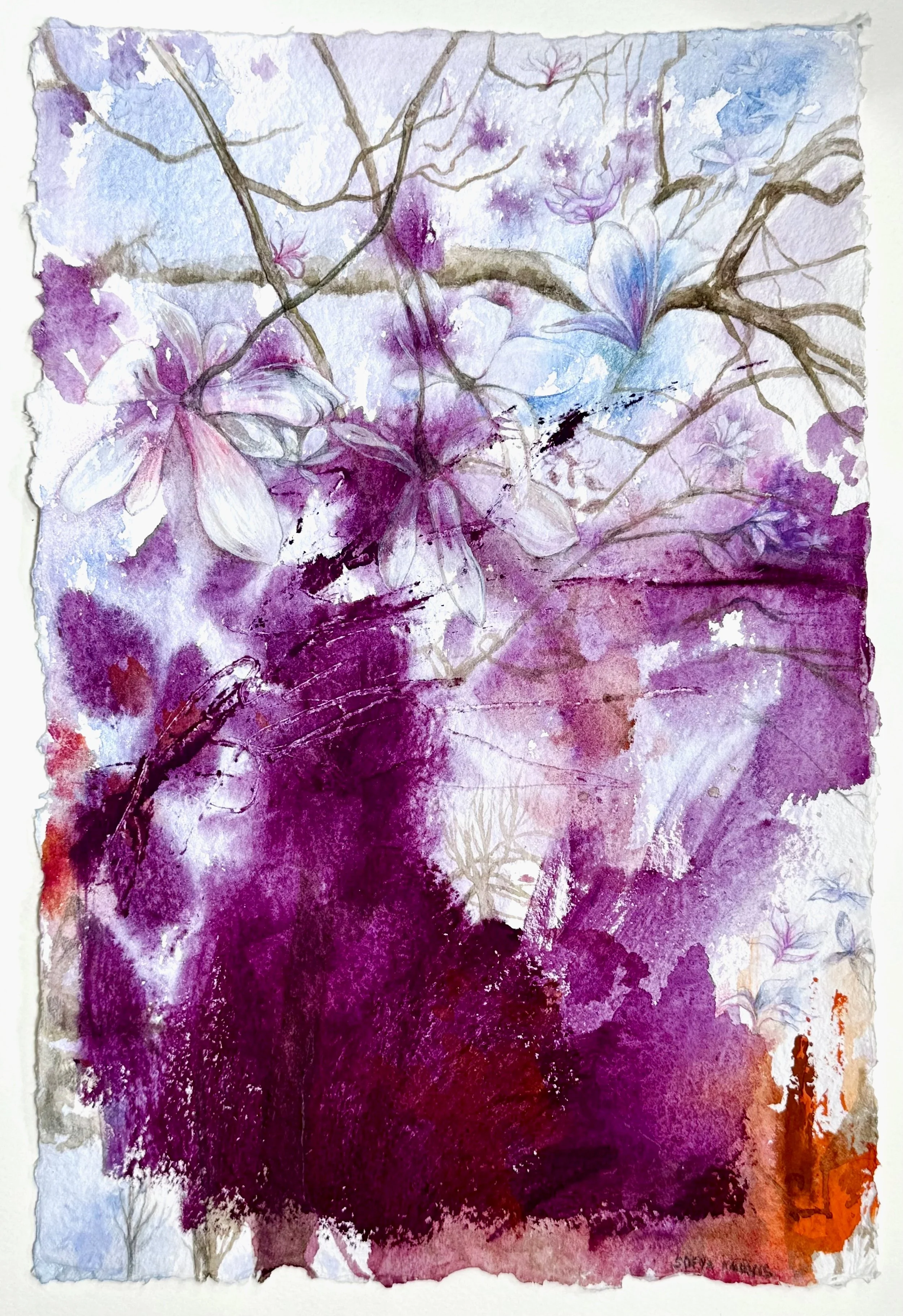 Where Wild Magnolias Grow