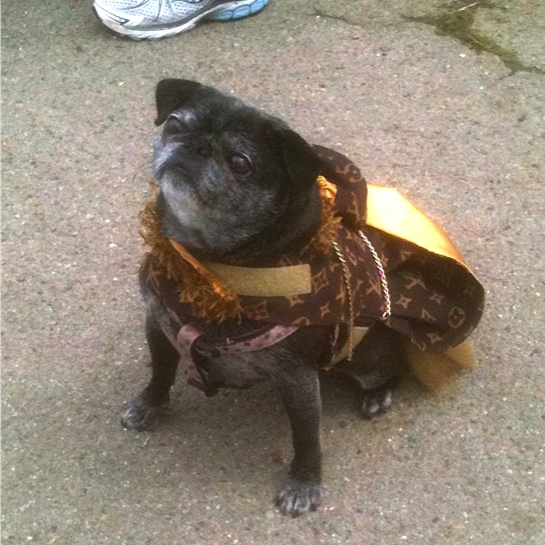 Molly in all her finery...