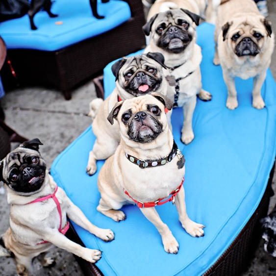 Pugs like to stick together (Coco on the left)