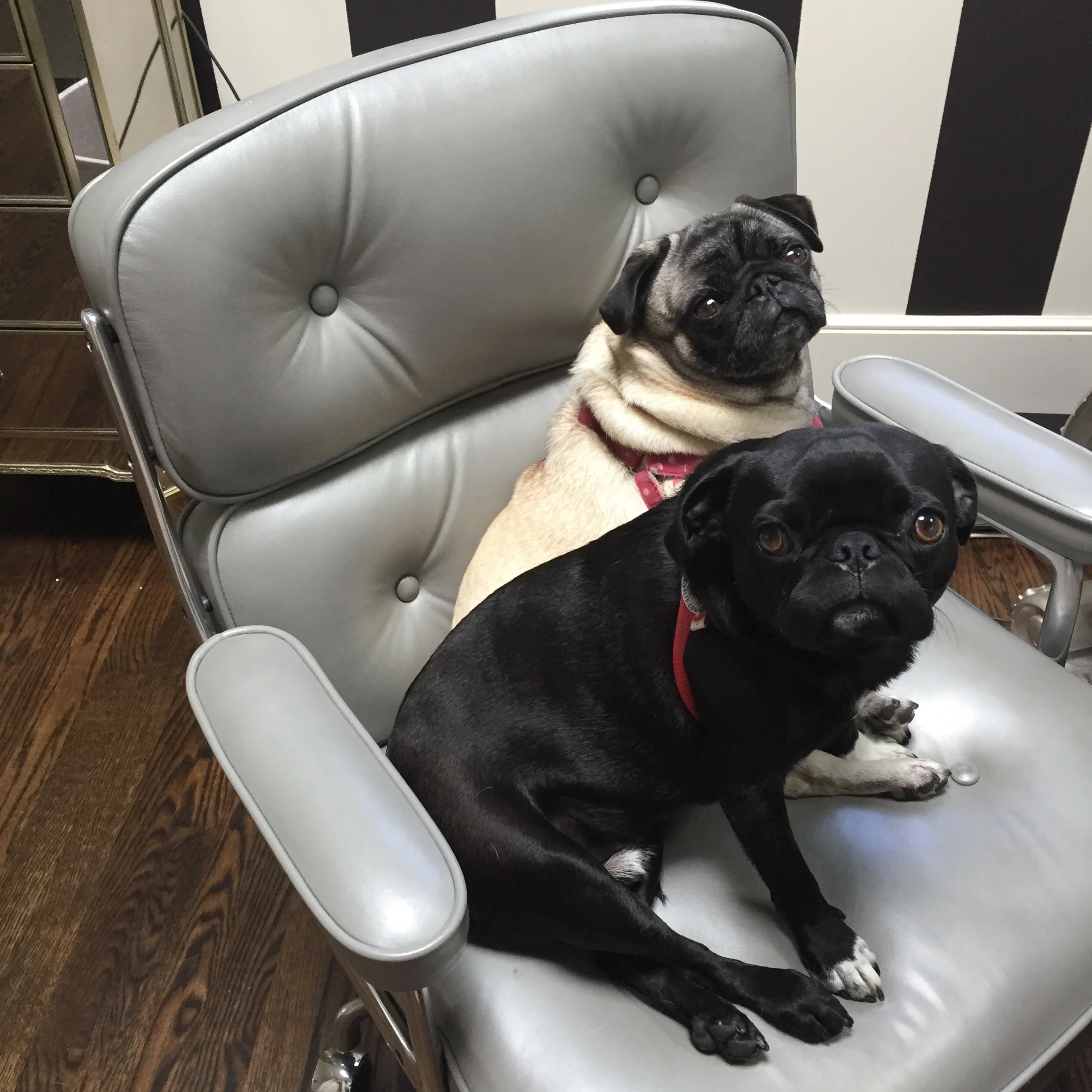 Coco and Boots keeping my chair warm for me