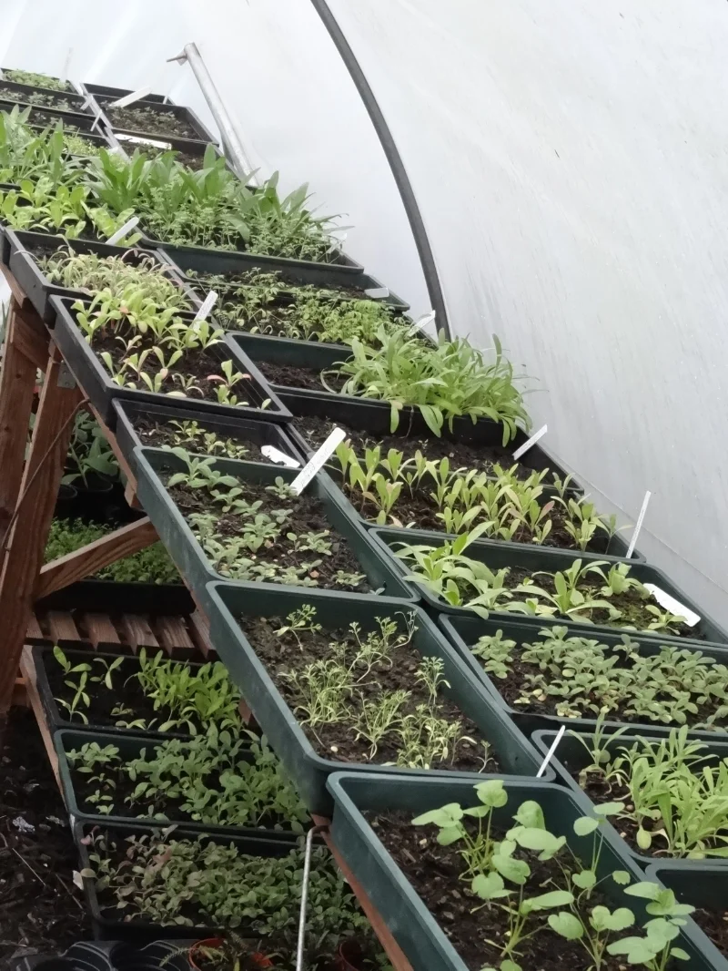 seed trays in the polytunnel