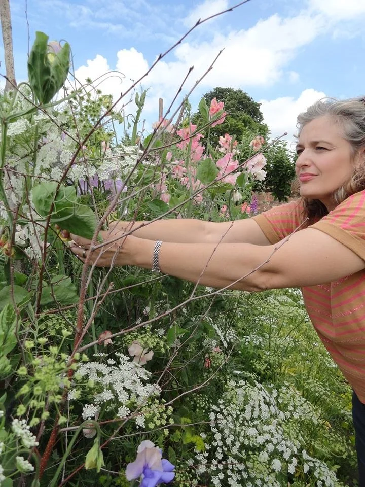 sweet peas and ammi majus in the cutting garden