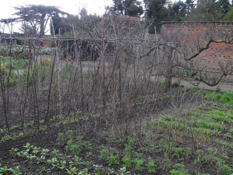 hardy annuals in the cutting garden