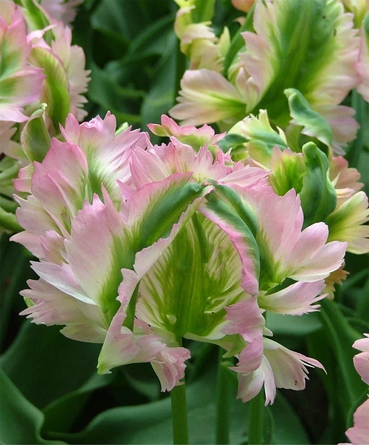 Tulip Green Wave